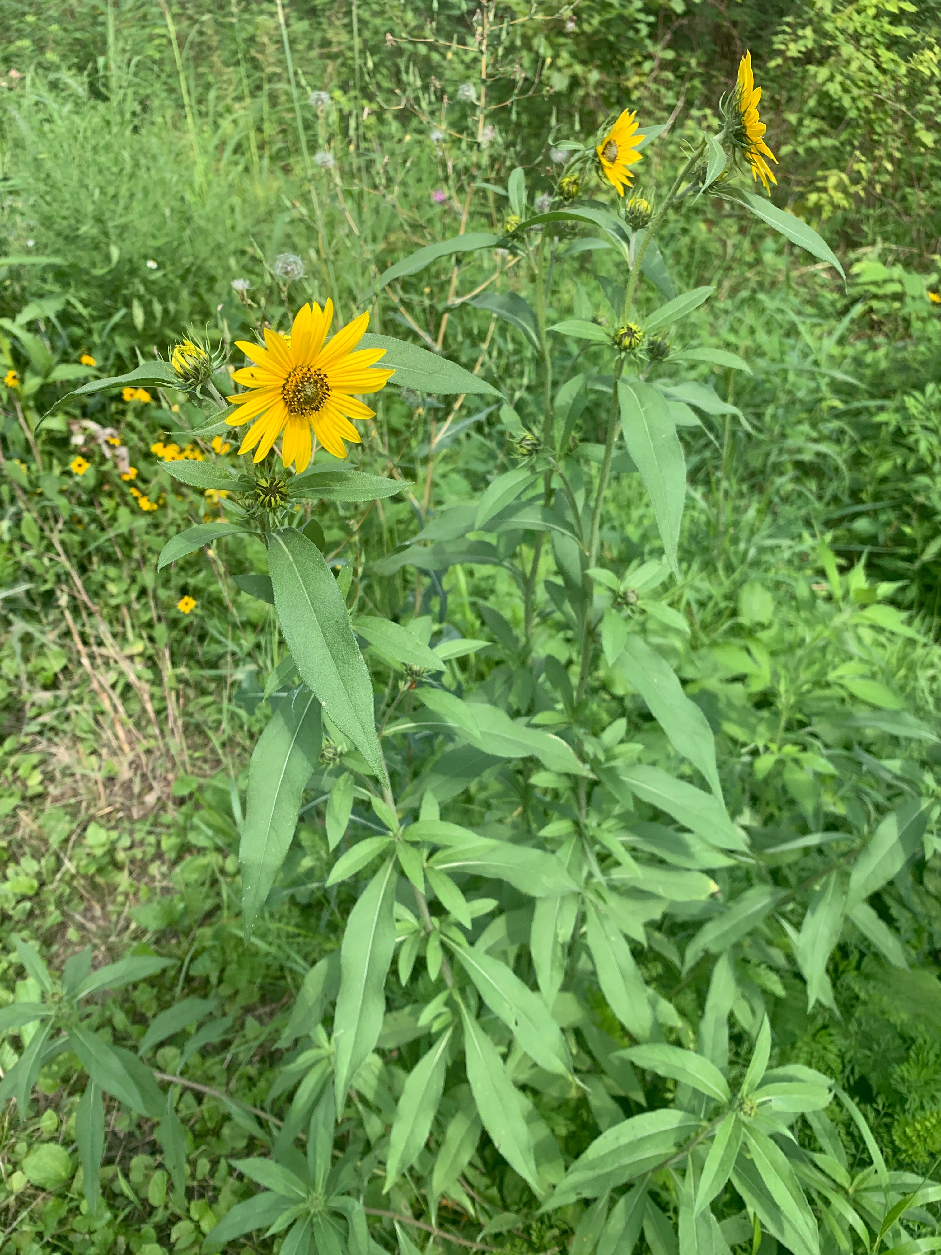 Maximilian Sunflower (Helianthus Maximiliani)