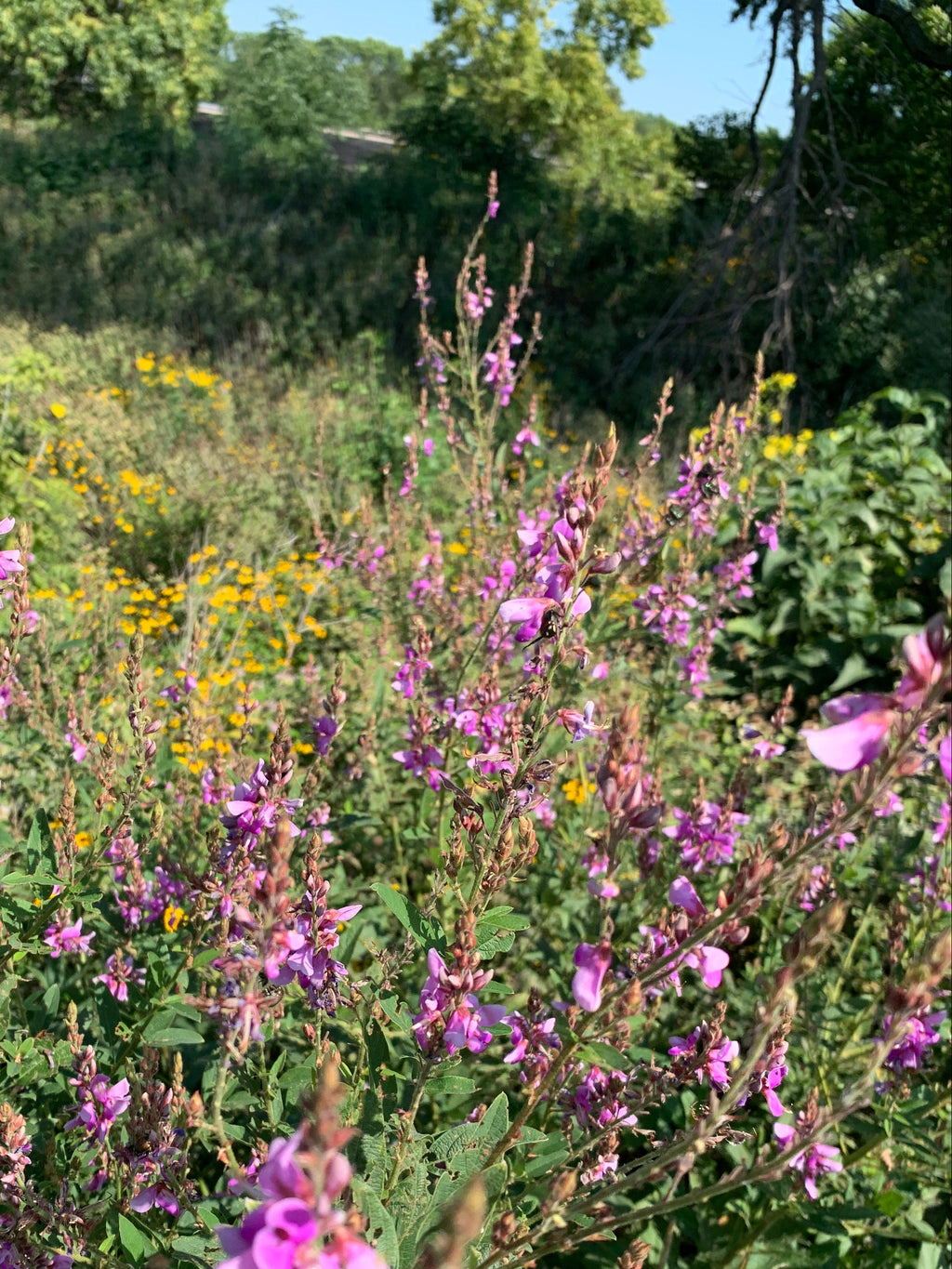 Showy Tick Trefoil (Desmodium canadense)