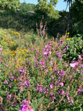 Showy Tick Trefoil (Desmodium canadense)