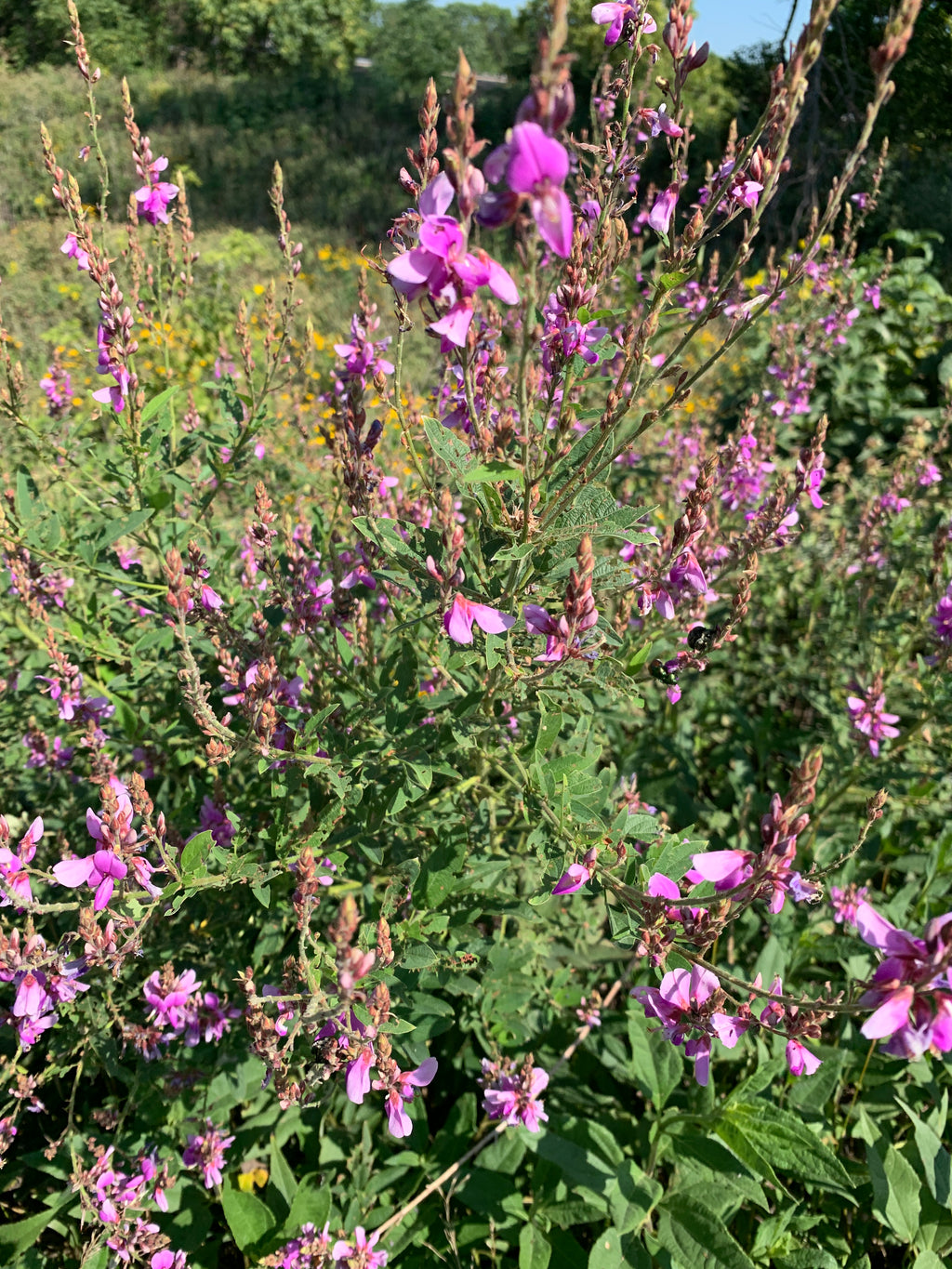 Showy Tick Trefoil (Desmodium canadense)