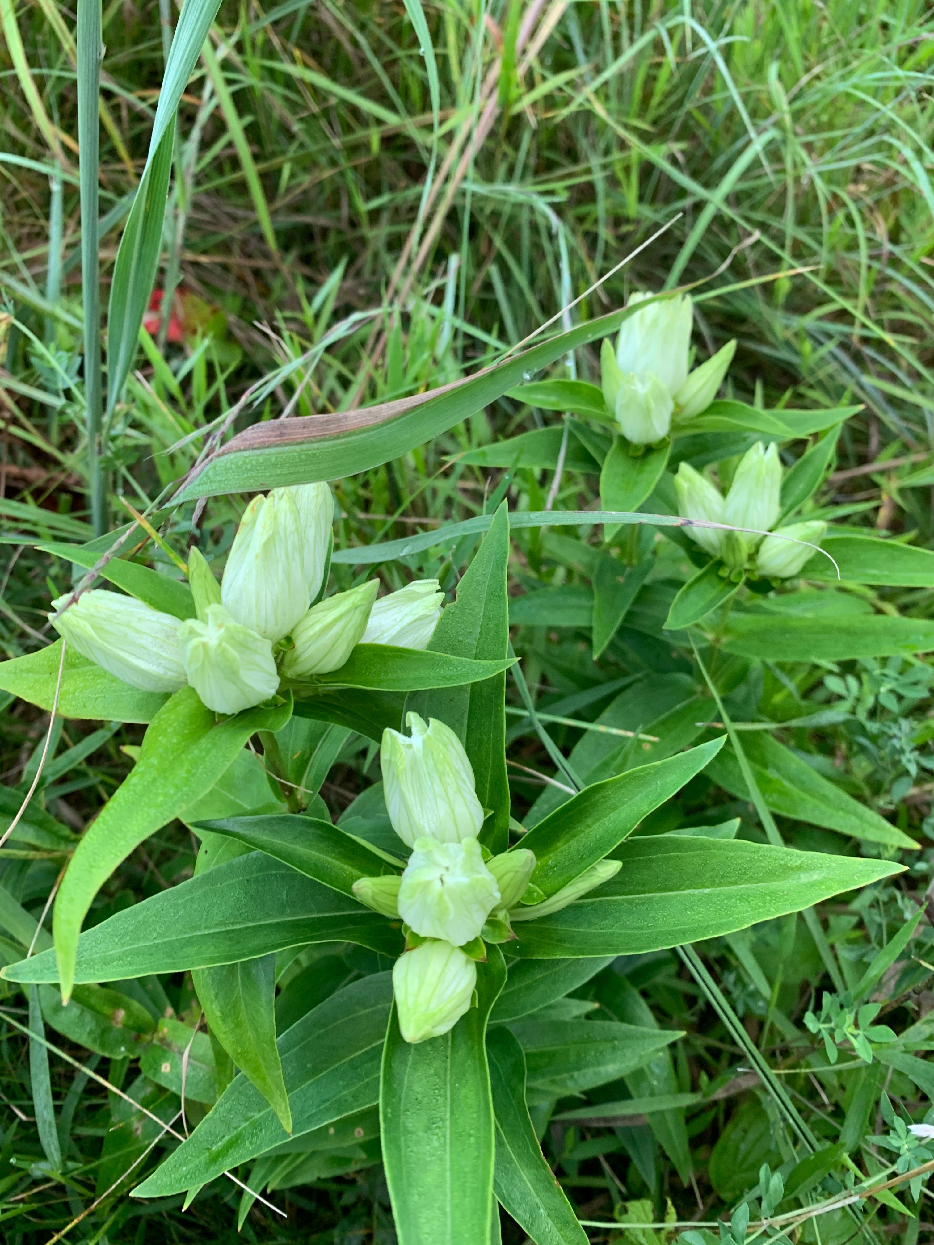 Cream Gentian (Gentiana Flavida)