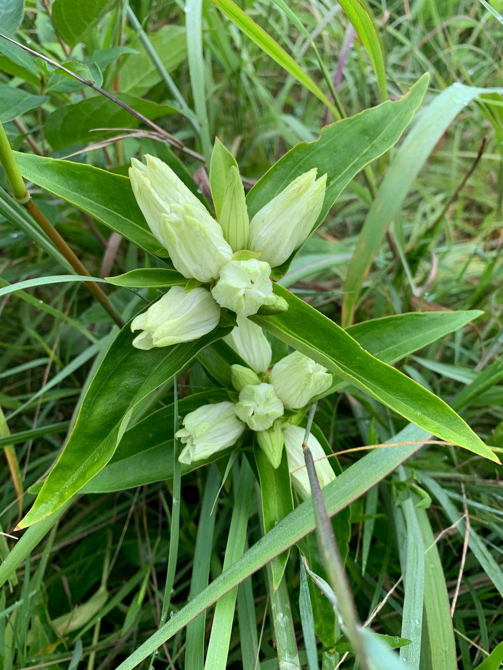 Cream Gentian (Gentiana Flavida)