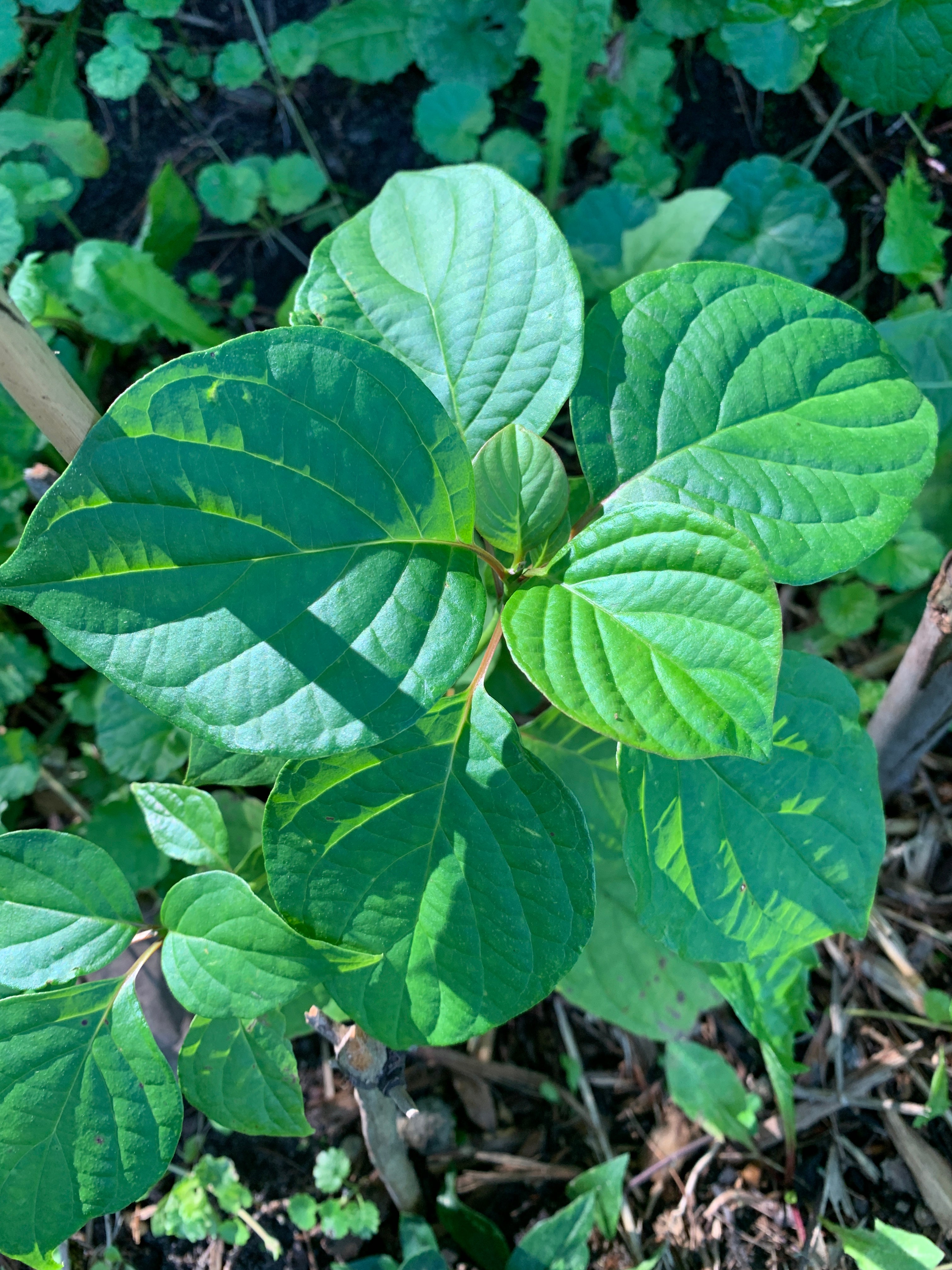 Pagoda Dogwood (Cornus Alternifolia)