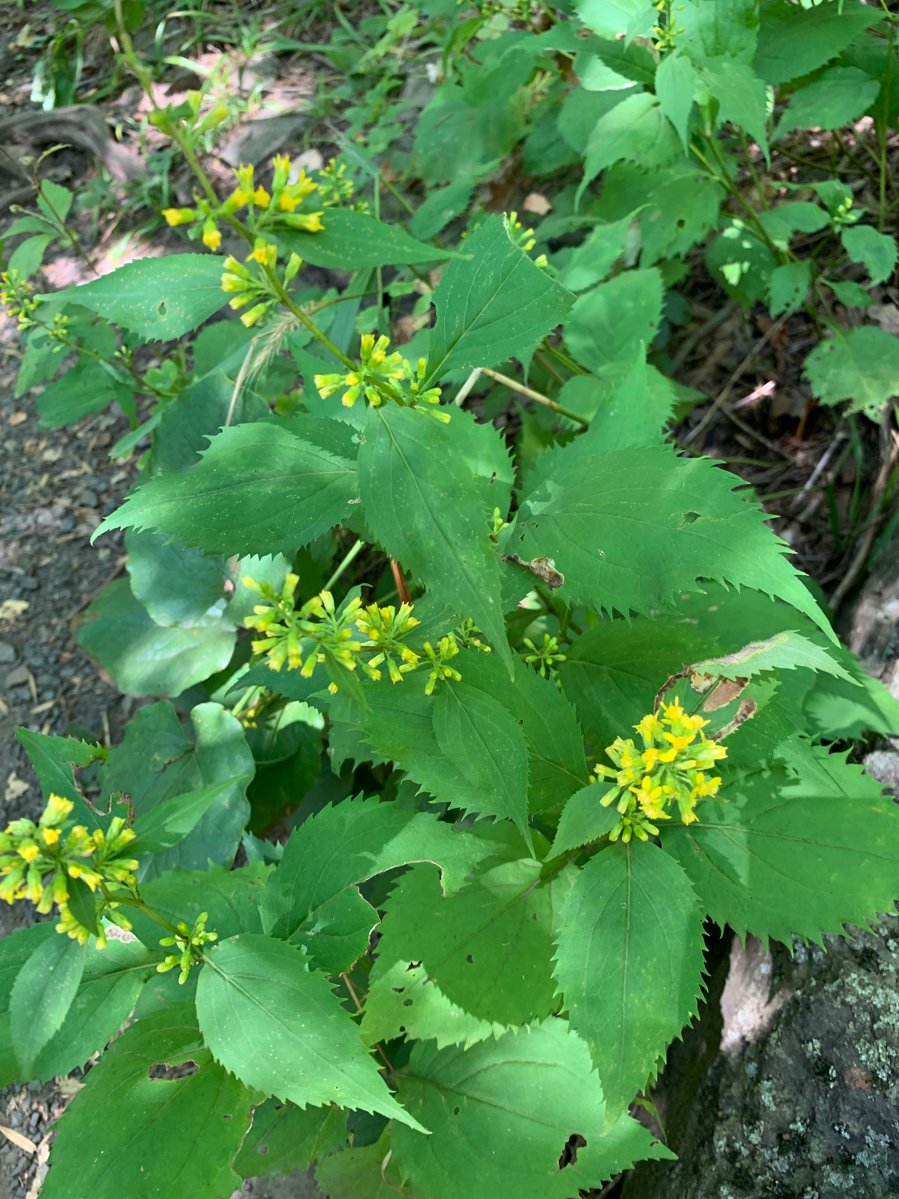 Zigzag Goldenrod (Solidago Flexicaulis)