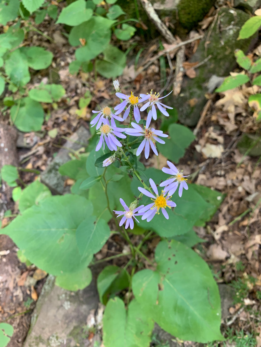 Big-leaf Aster (Eurybia Macrophylla)