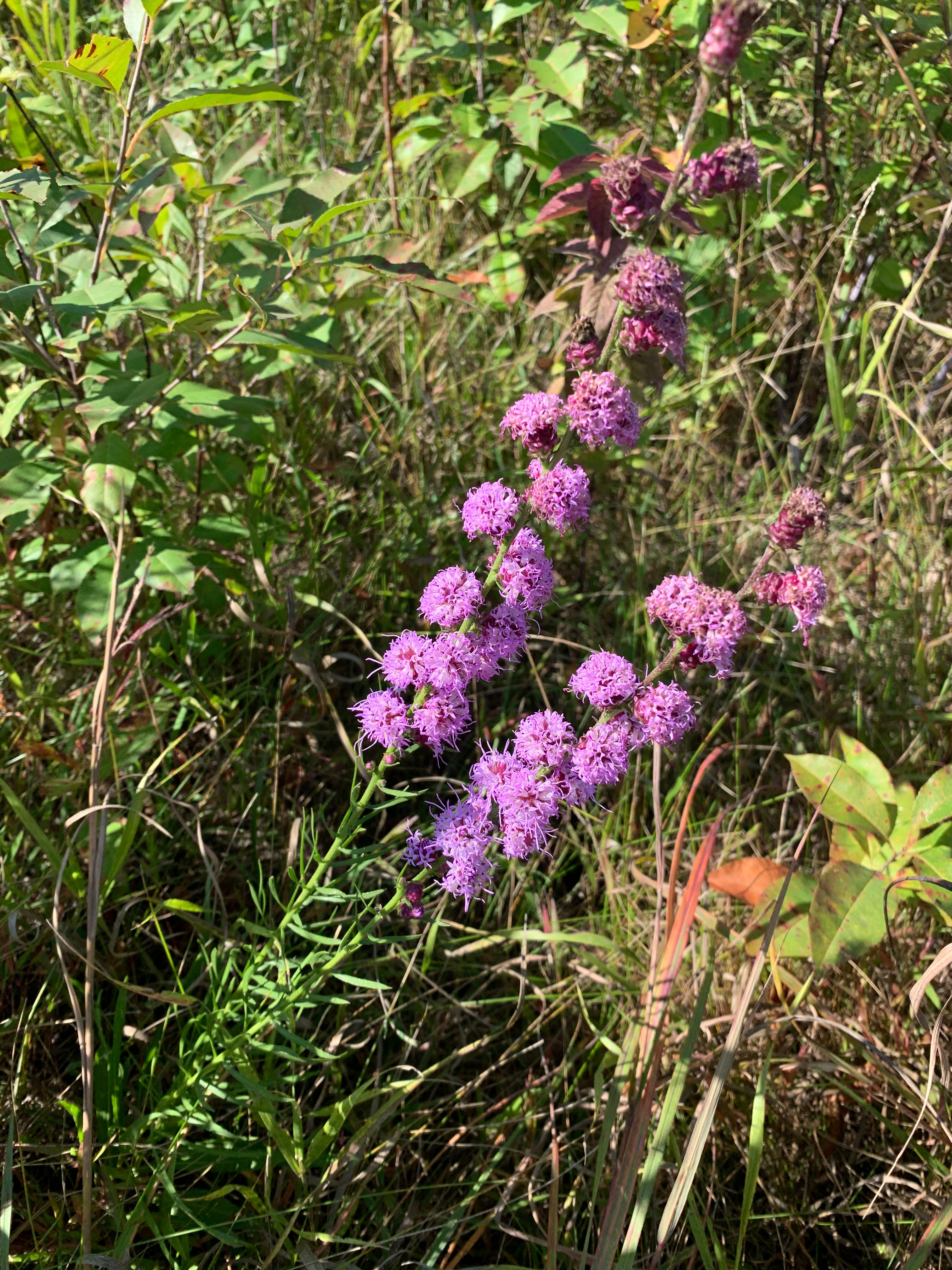 Rough Blazing Star (Liatris Aspera)