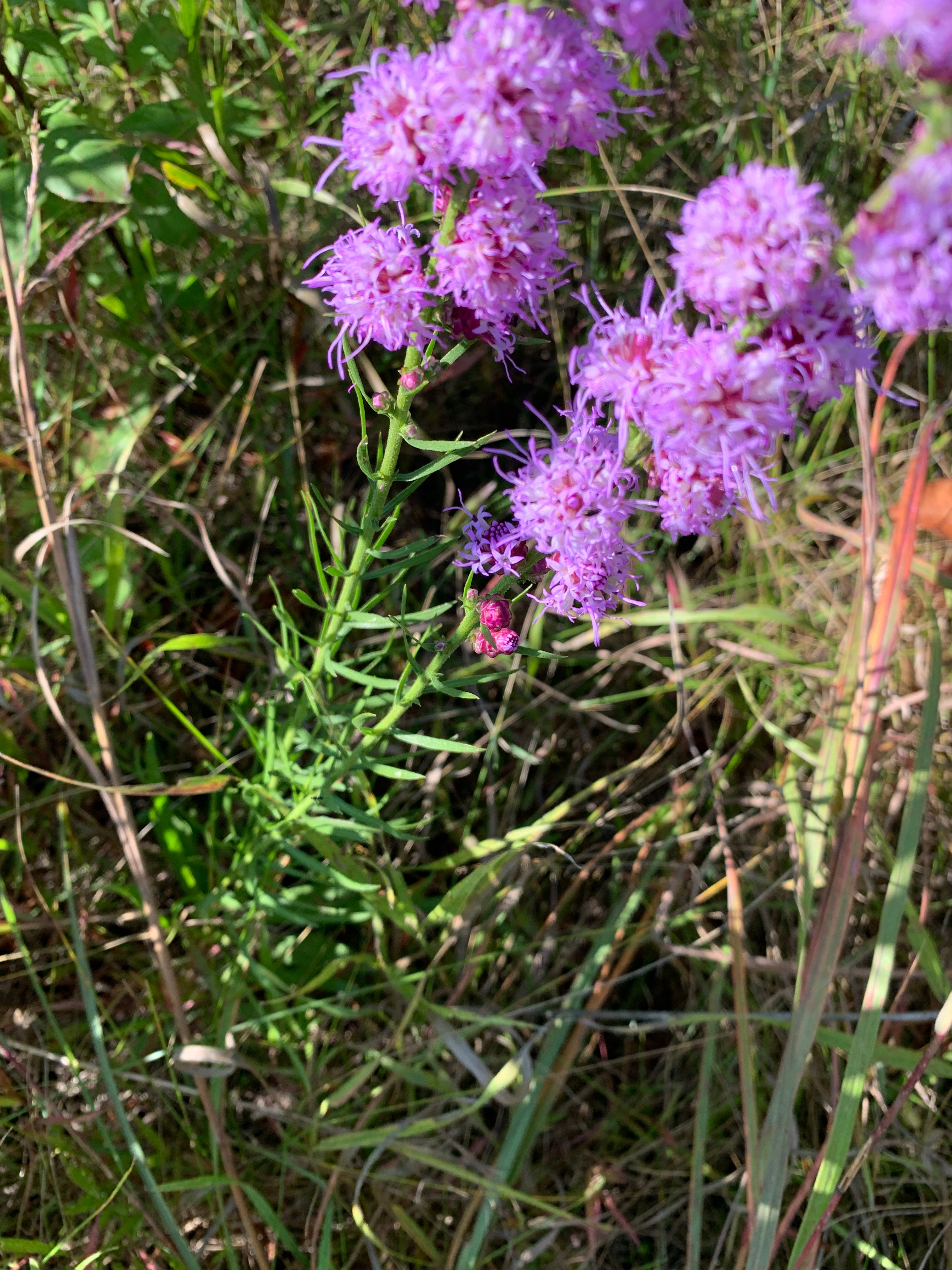 Rough Blazing Star (Liatris Aspera)