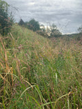 Switchgrass (Panicum Virgatum)
