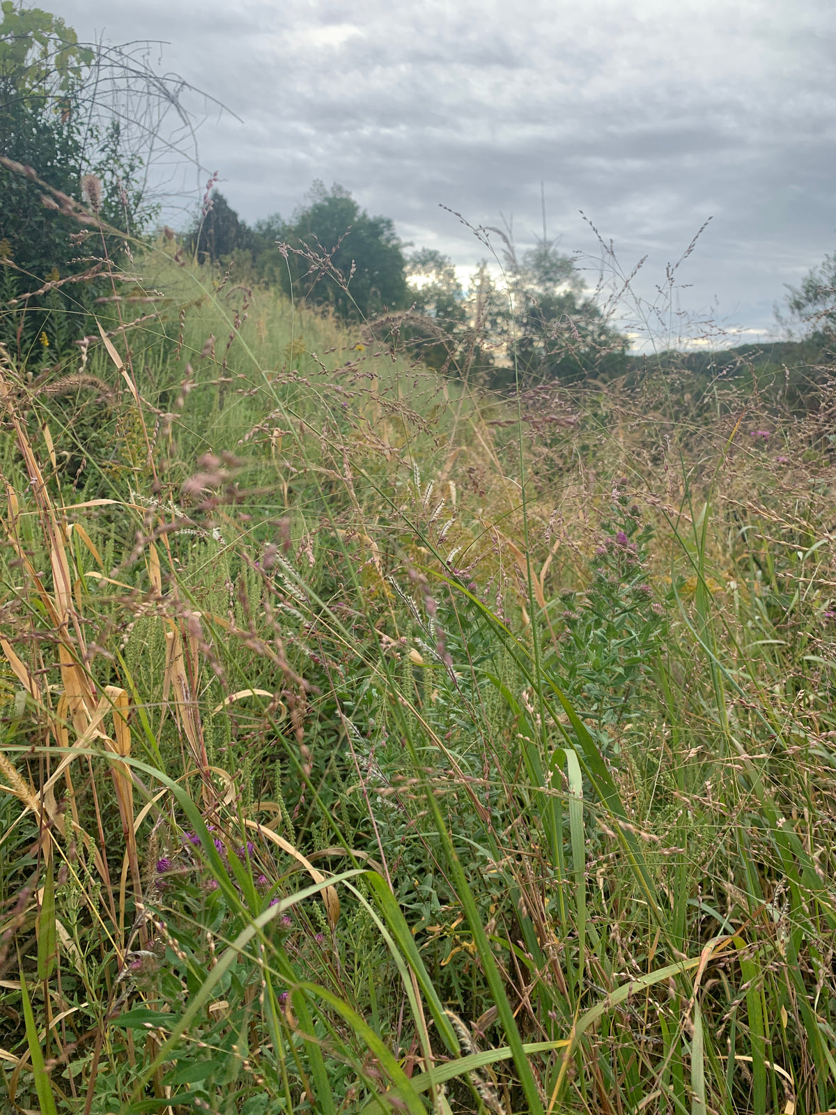 Switchgrass (Panicum Virgatum)