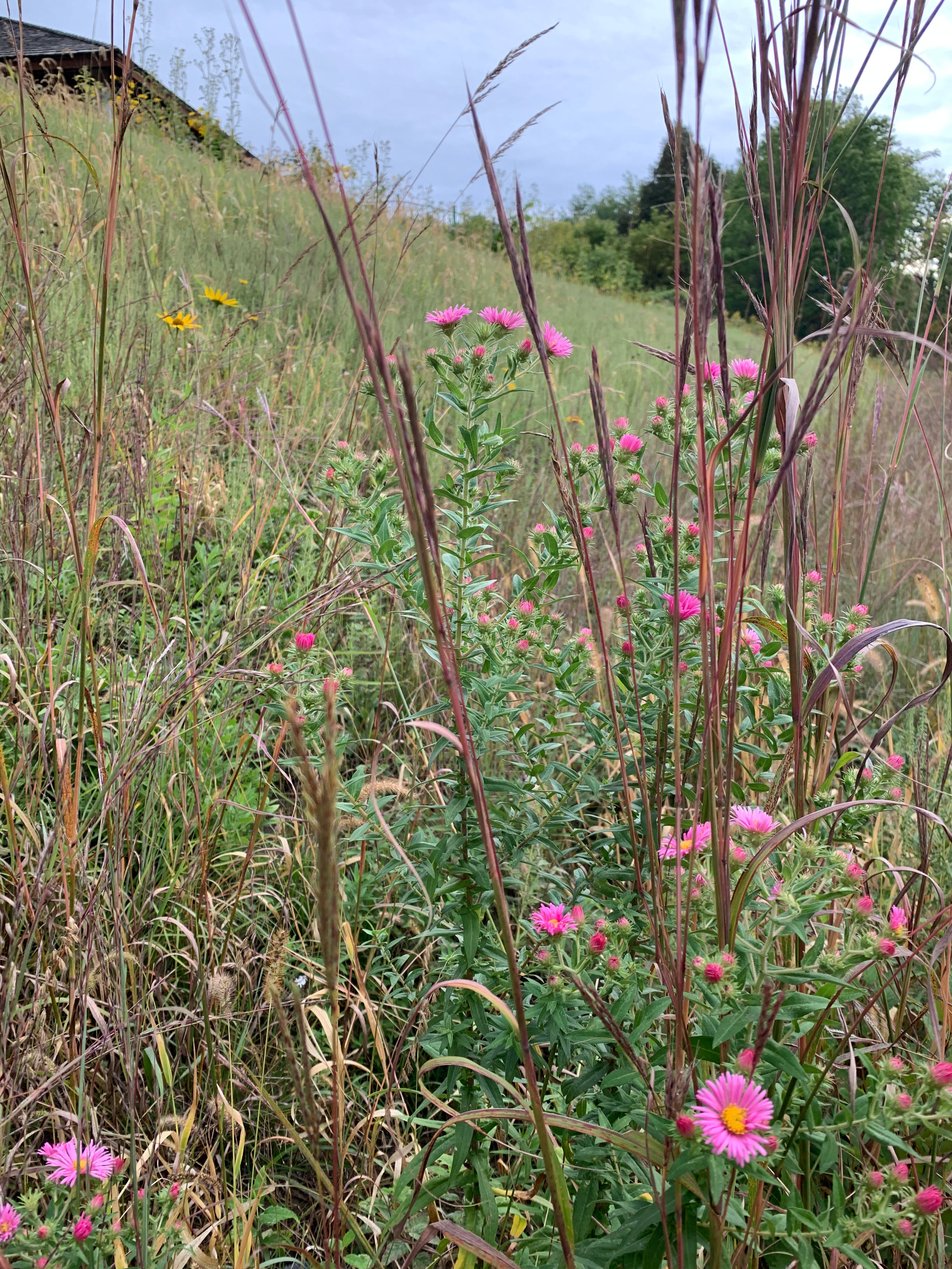 Big Bluestem (Andropogon Gerardii)