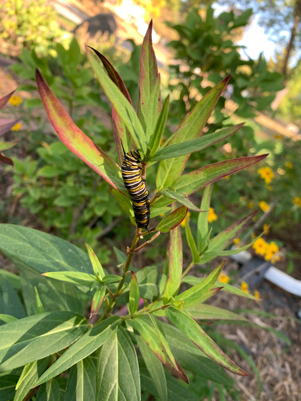 Swamp Milkweed (Asclepias Incarnata)