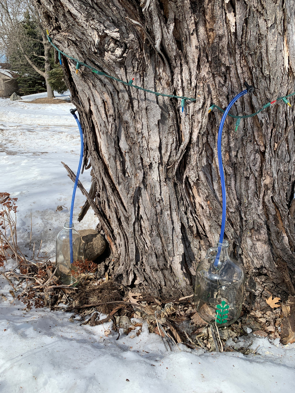 Silver Maple (Acer Saccharinum)