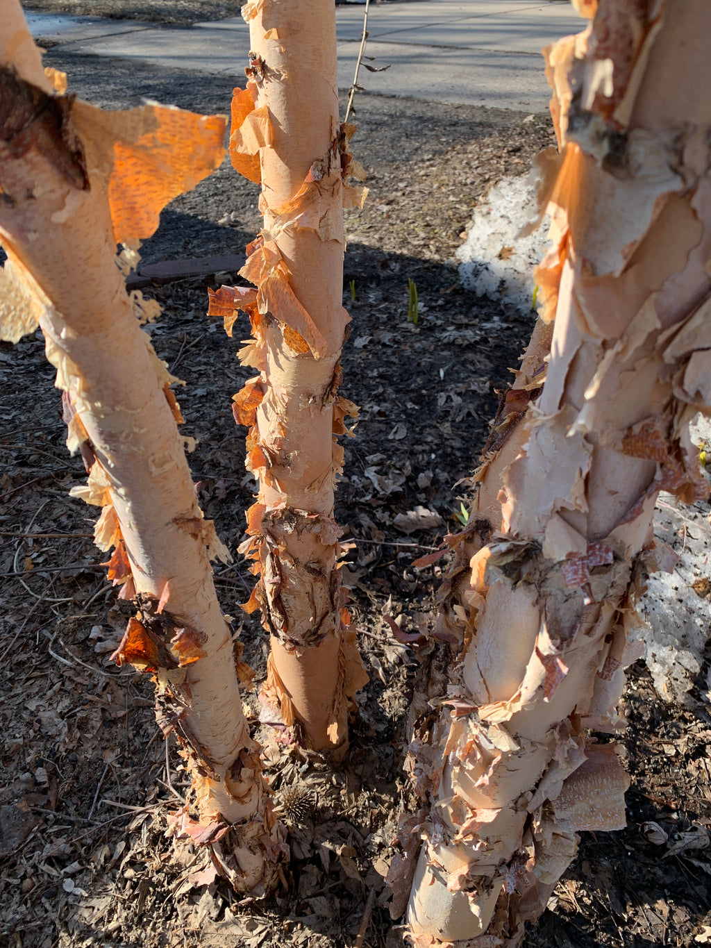 River Birch (Betula Nigra)