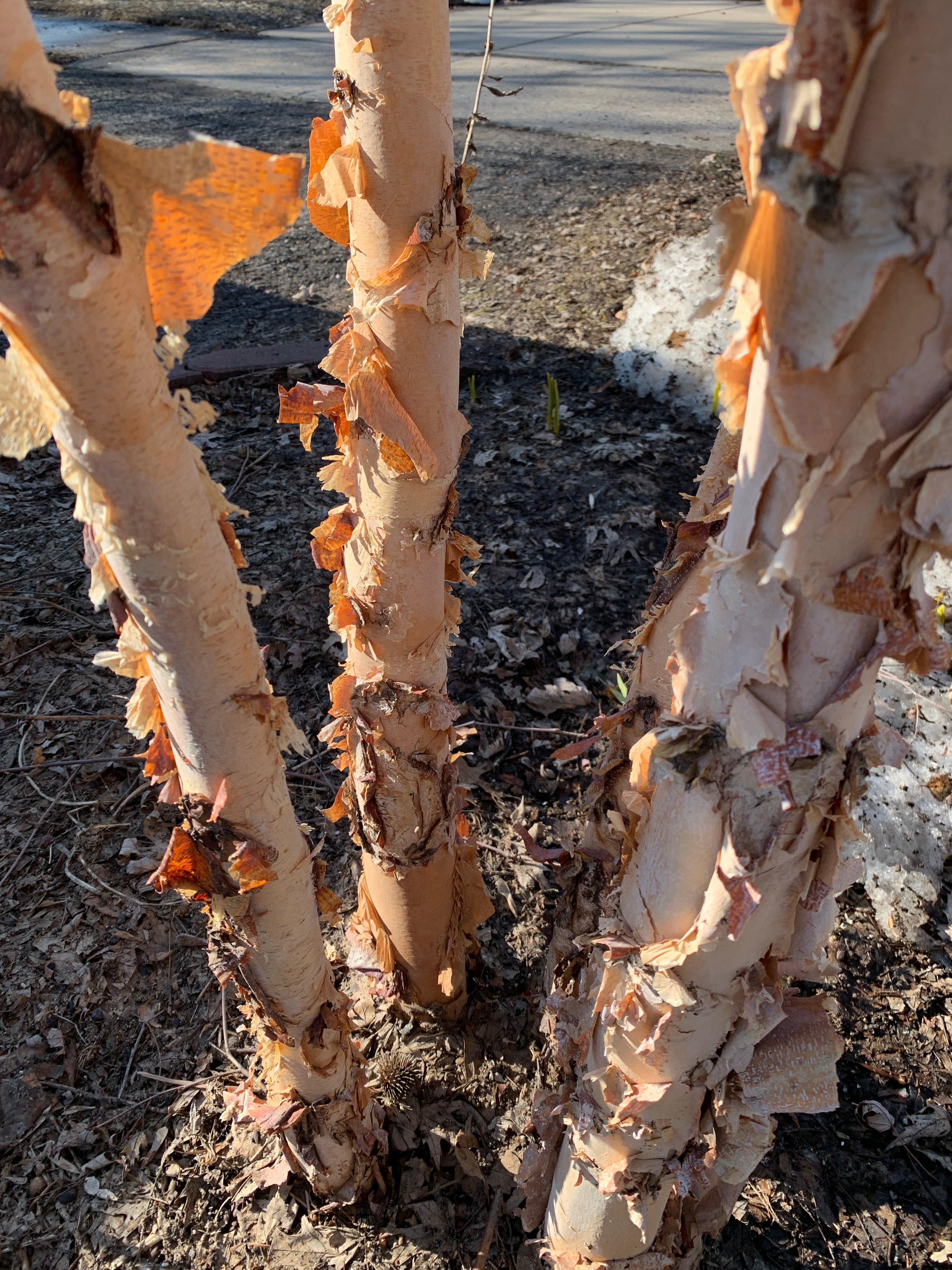 River Birch (Betula Nigra)