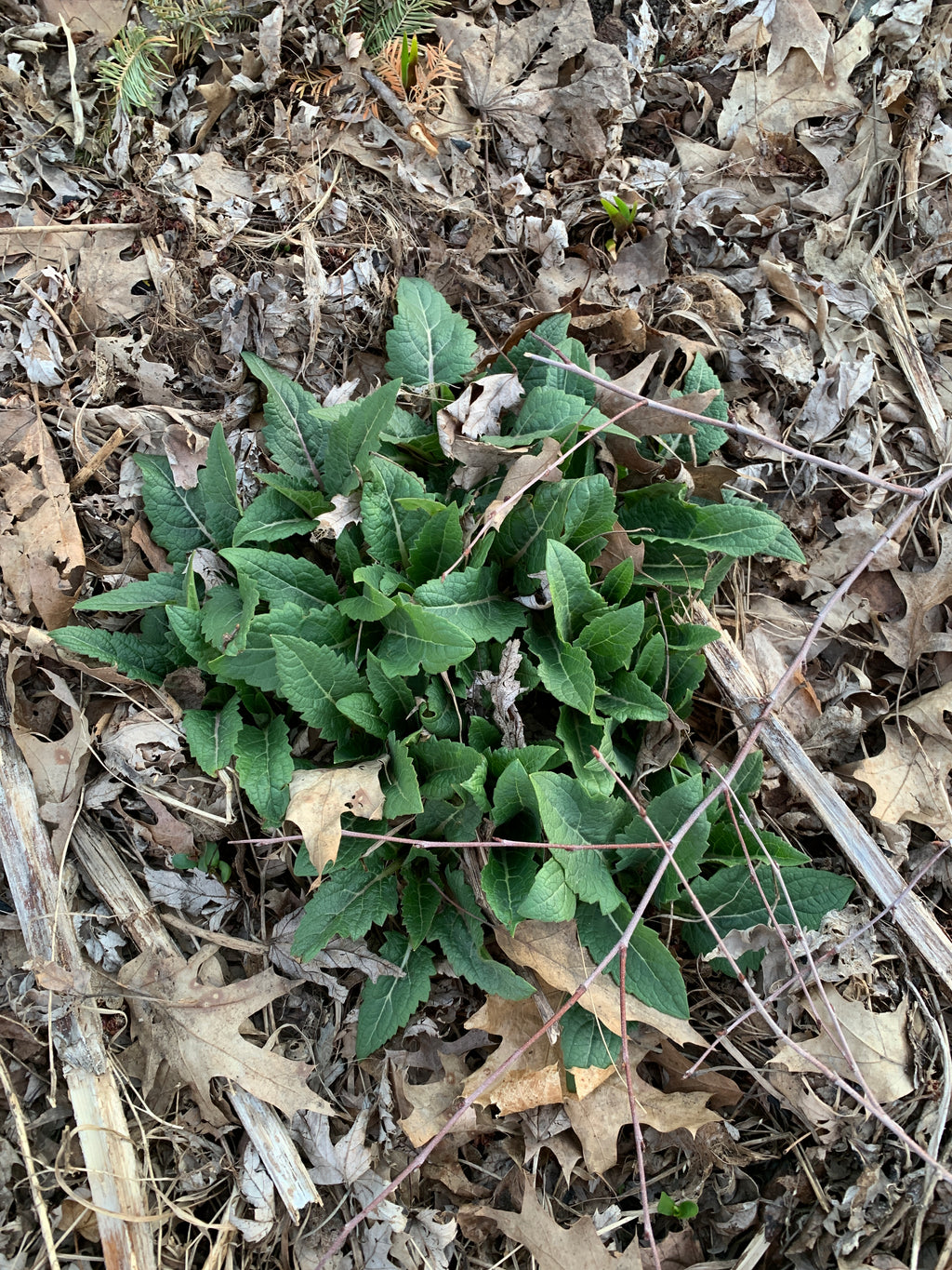 Cup Plant (Silphium Perfoliatum)