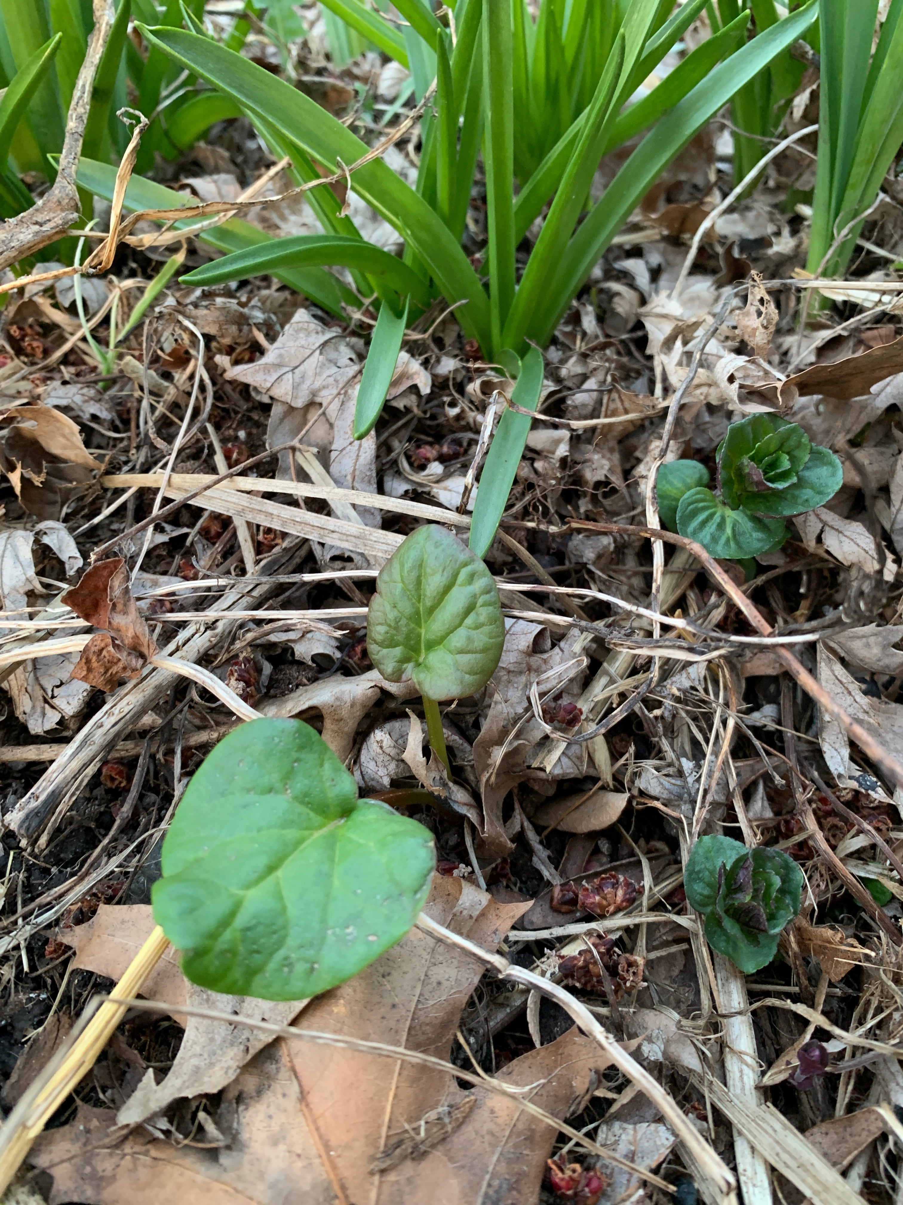 Rhubarb (Rheum × Hybridum)