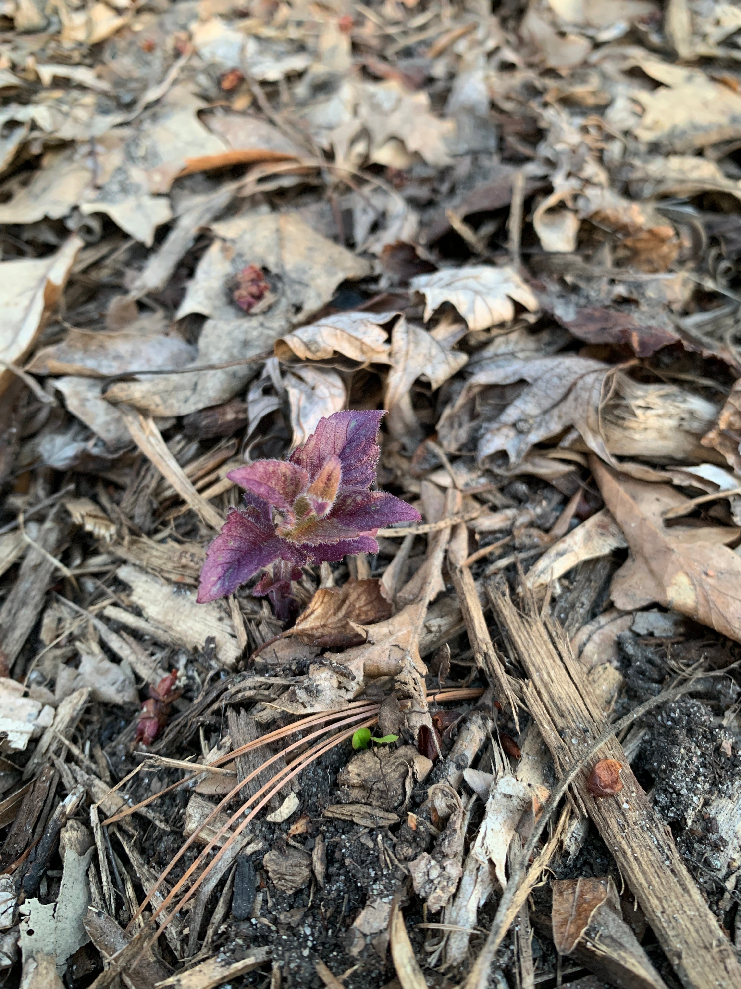 Bradbury Bee Balm (Monarda bradburiana)