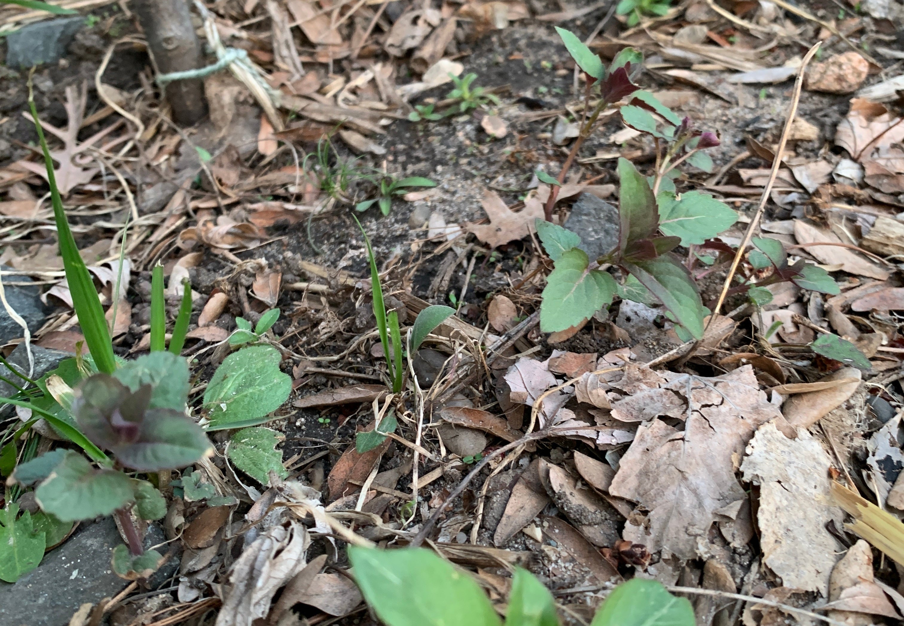 Small green plants emerging from dry soil and dead leaves
