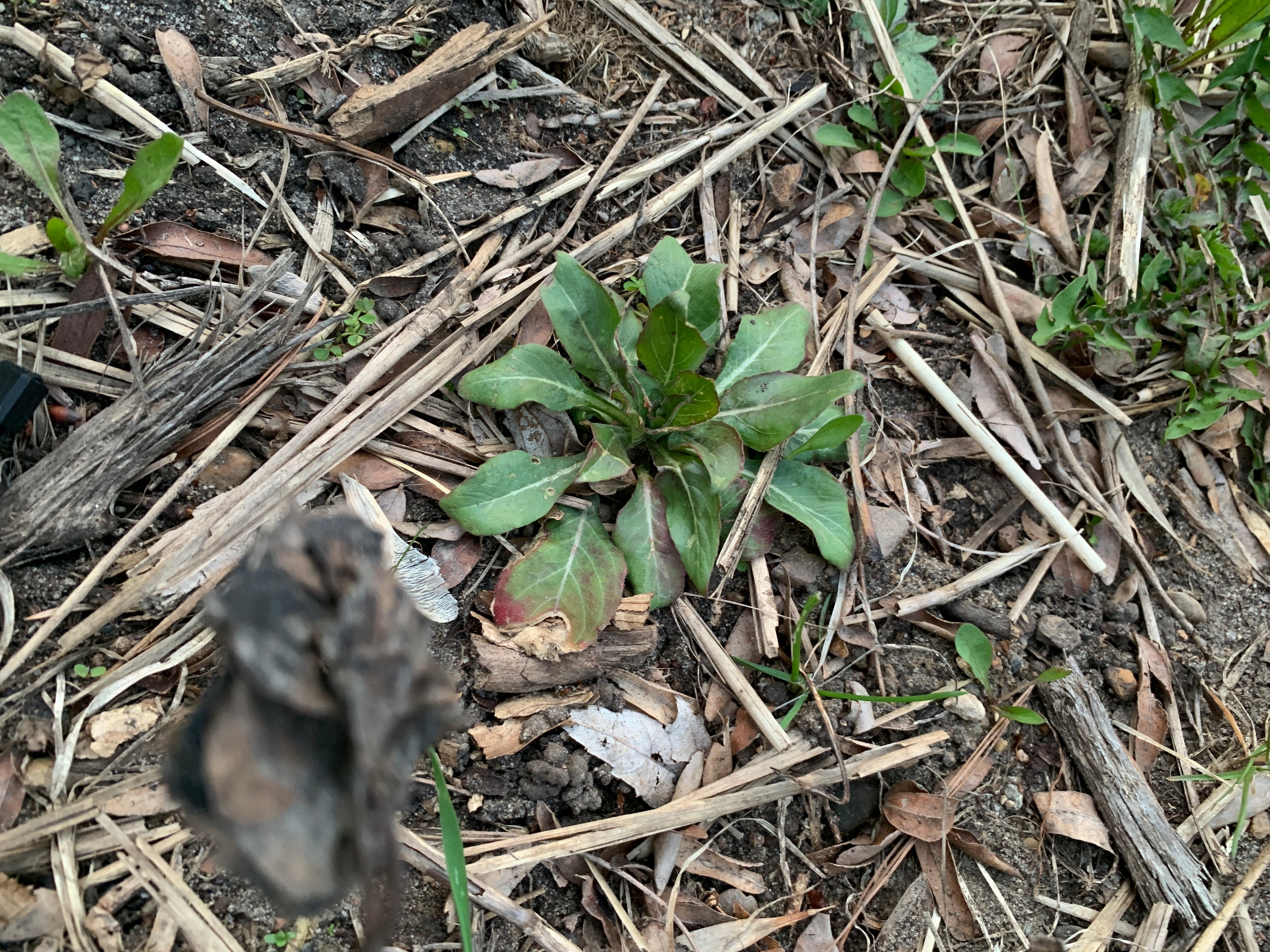 Common Evening Primrose (Oenothera Biennis)
