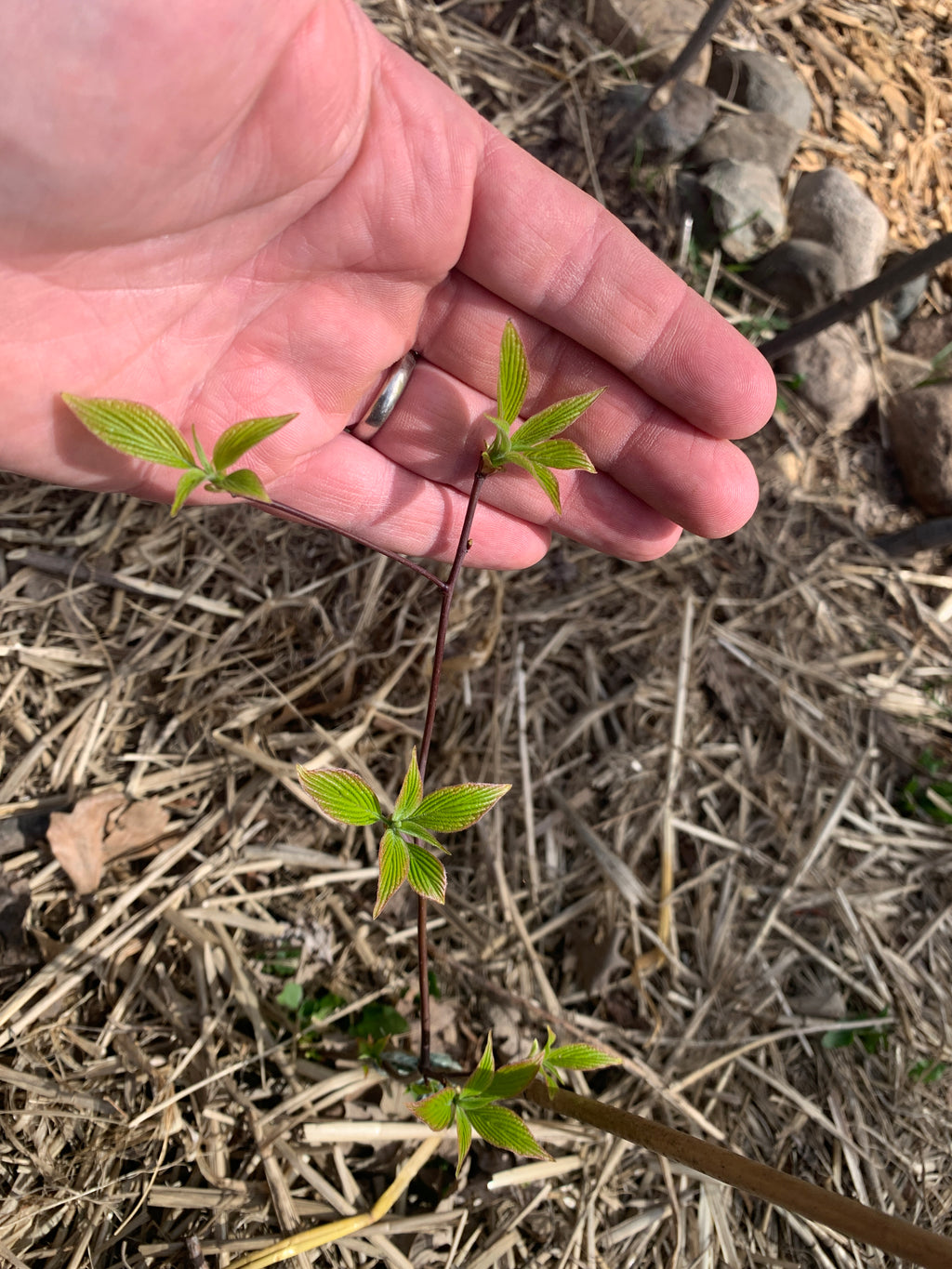 Pagoda Dogwood (Cornus Alternifolia)