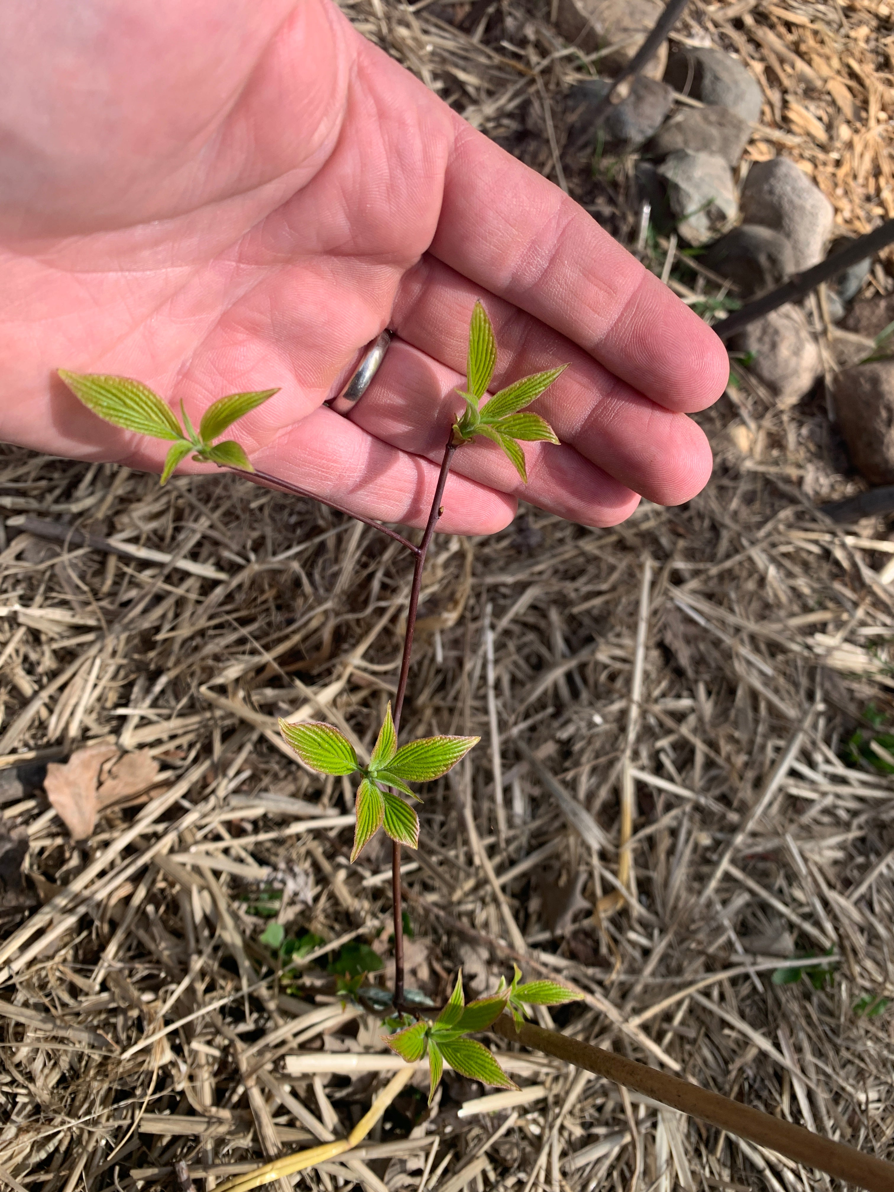 Pagoda Dogwood (Cornus Alternifolia)