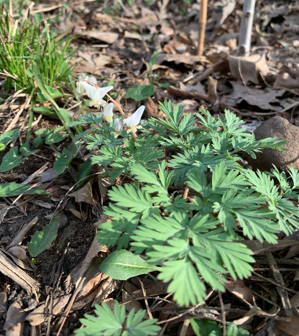 Dutchman's britches (Dicentra Cucullaria)