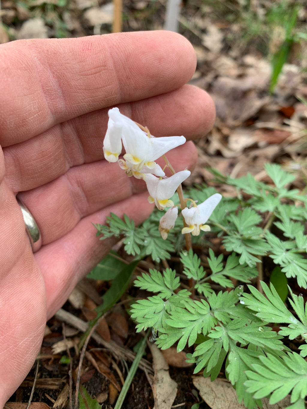 Dutchman's britches (Dicentra Cucullaria)