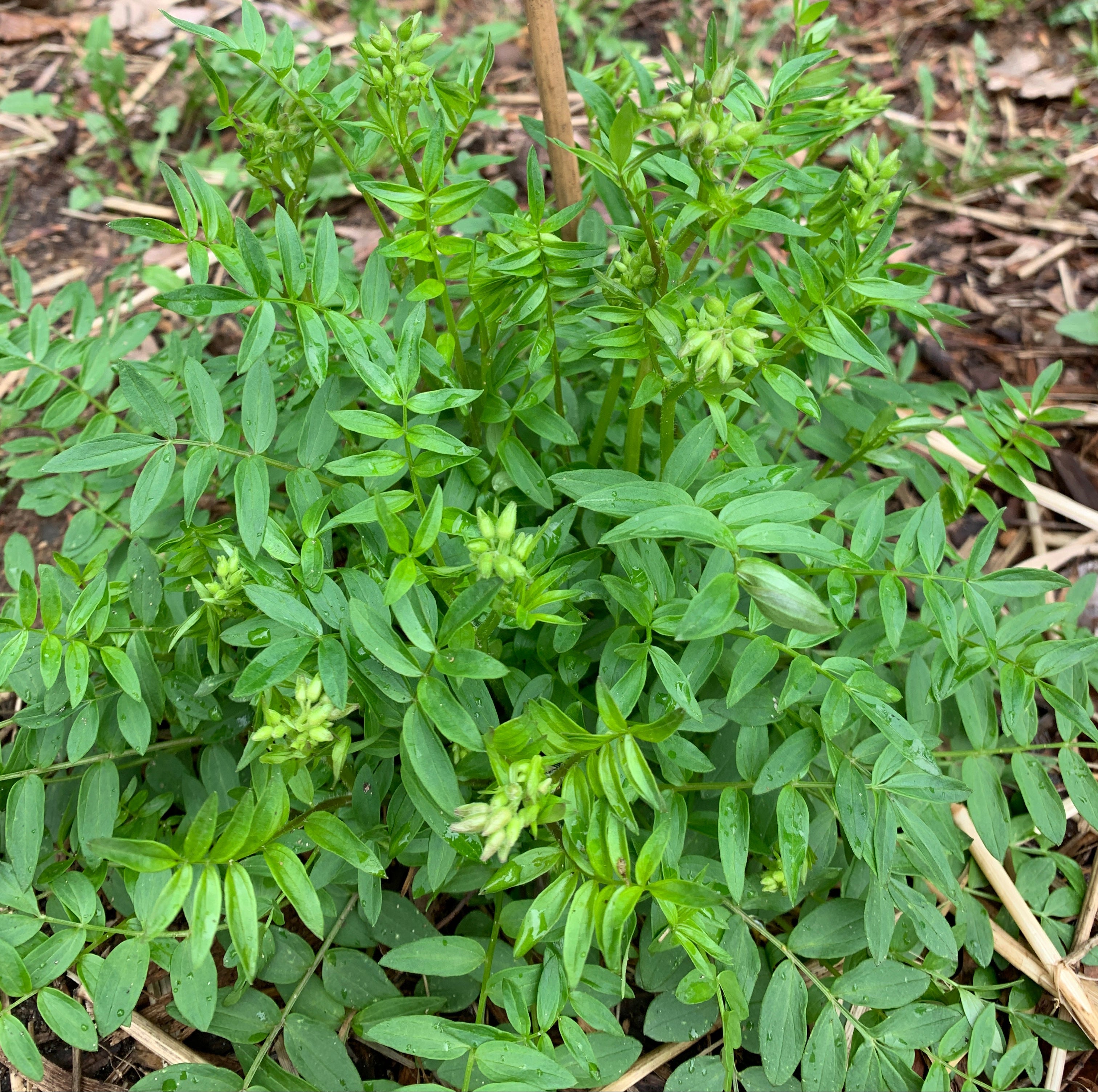 Jacob's Ladder (Polemonium Reptans)