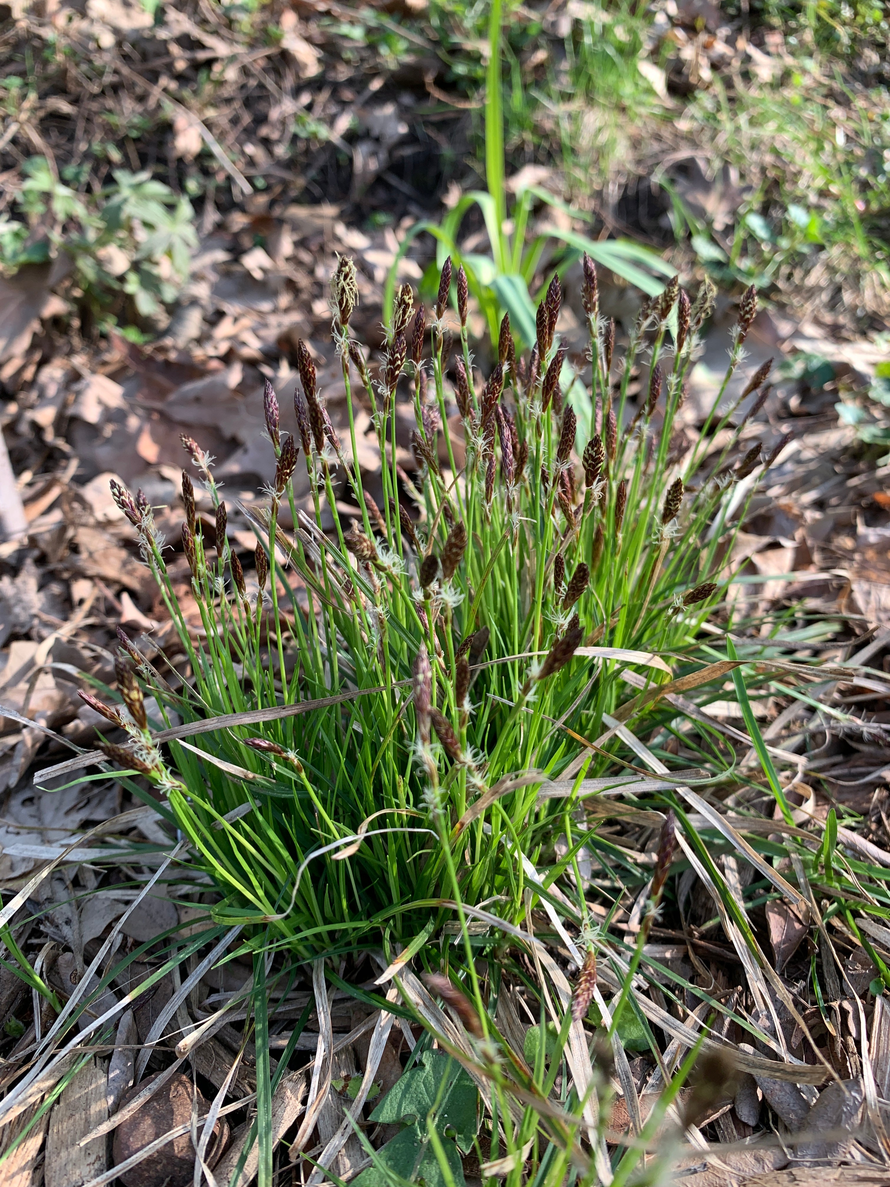 Penn Sedge (Carex Pensylvanica)