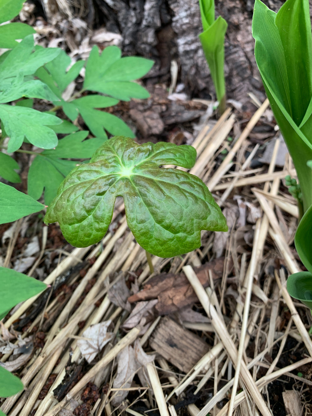 May Apple (Podophyllum peltatum)