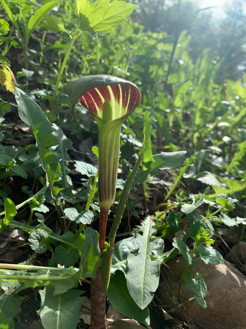 Jack-in-the-Pulpit (Arisaema Triphyllum)