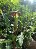 Jack-in-the-Pulpit (Arisaema Triphyllum)