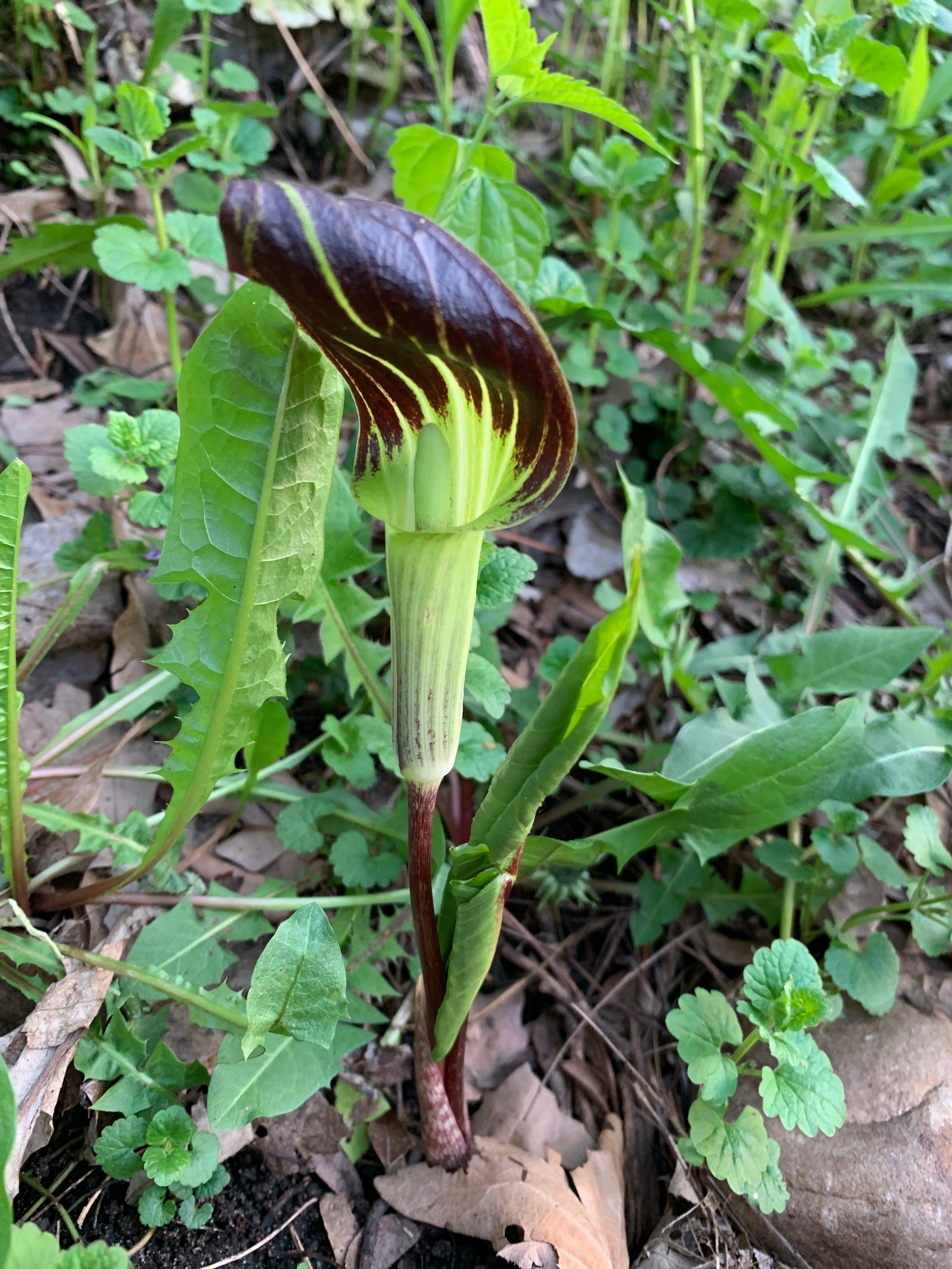 Jack-in-the-Pulpit (Arisaema Triphyllum)