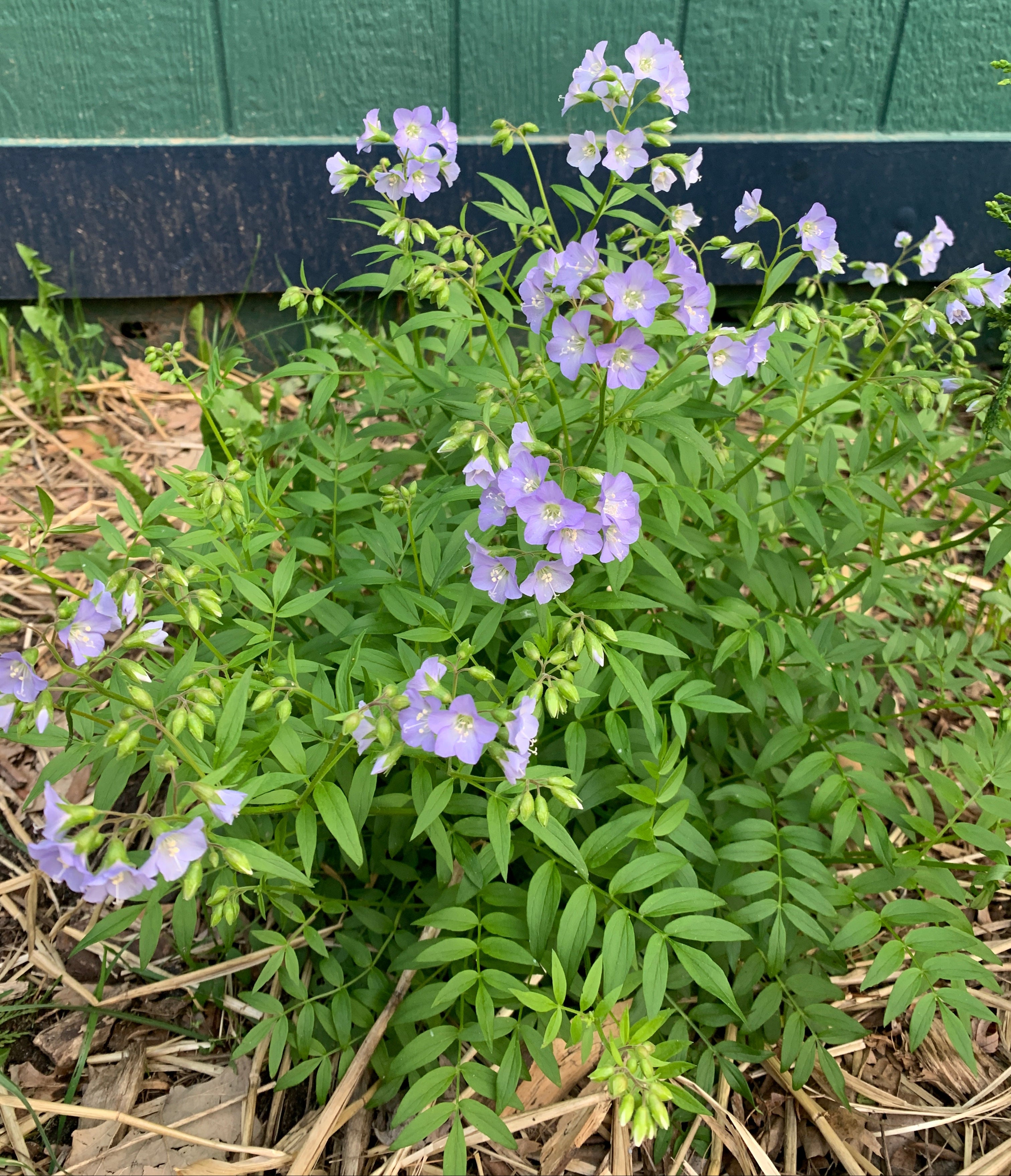 Jacob's Ladder (Polemonium Reptans)