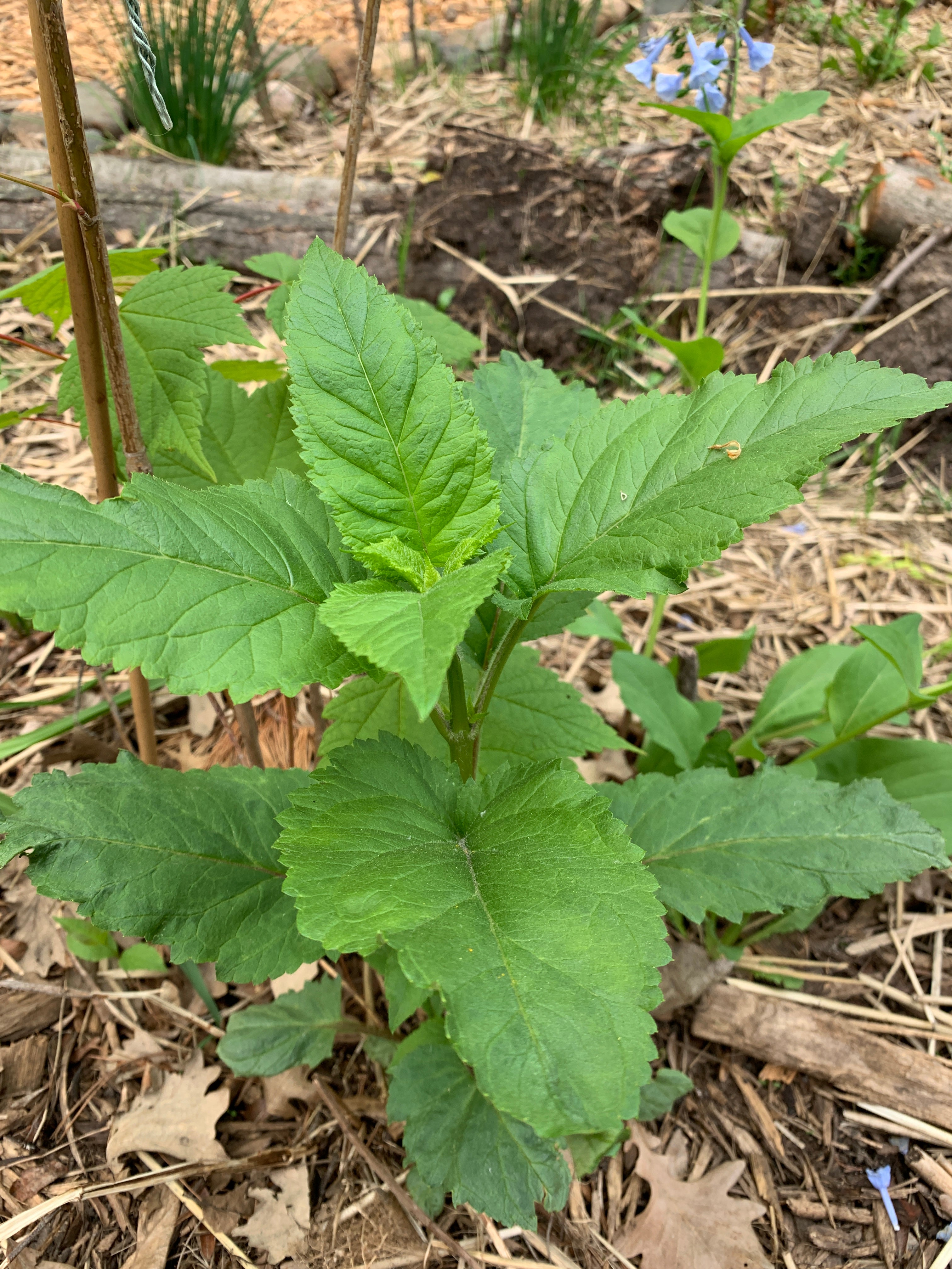 Early Figwort (Scrophularia Lanceolata)