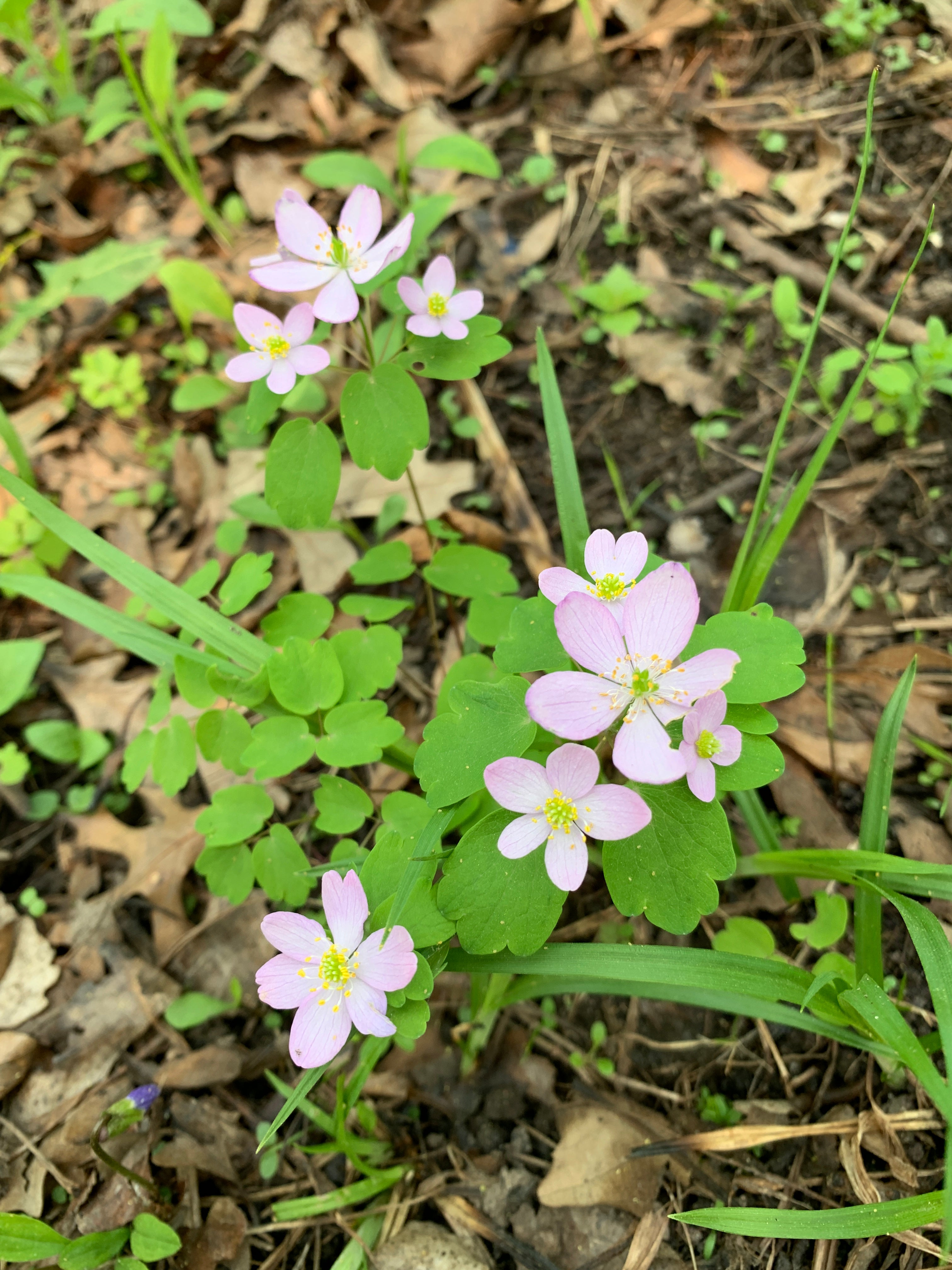 Rue Anemone (Thalictrum Thalictroides)