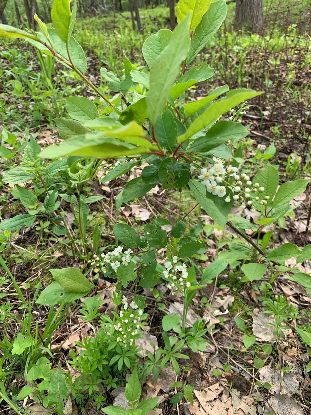 Chokecherry (Prunus Virginiana)