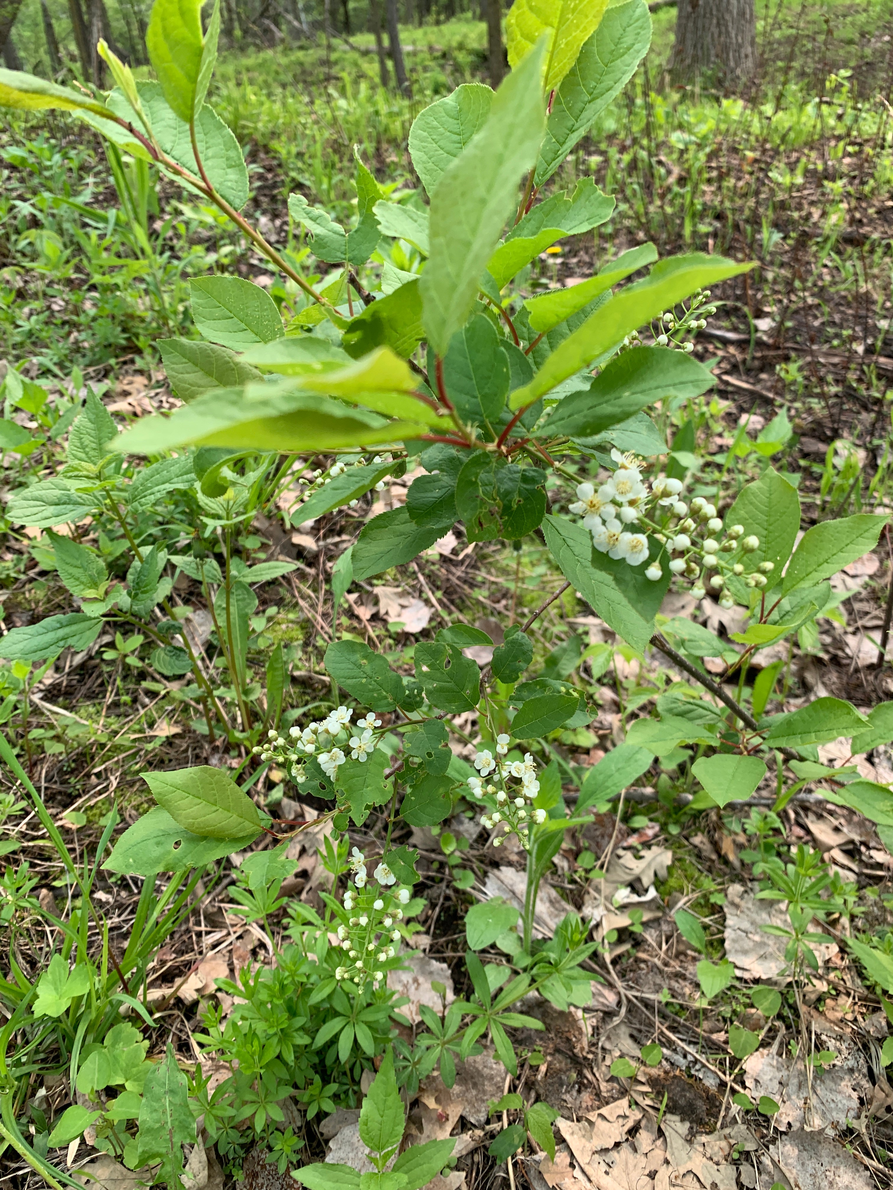 Chokecherry (Prunus Virginiana)