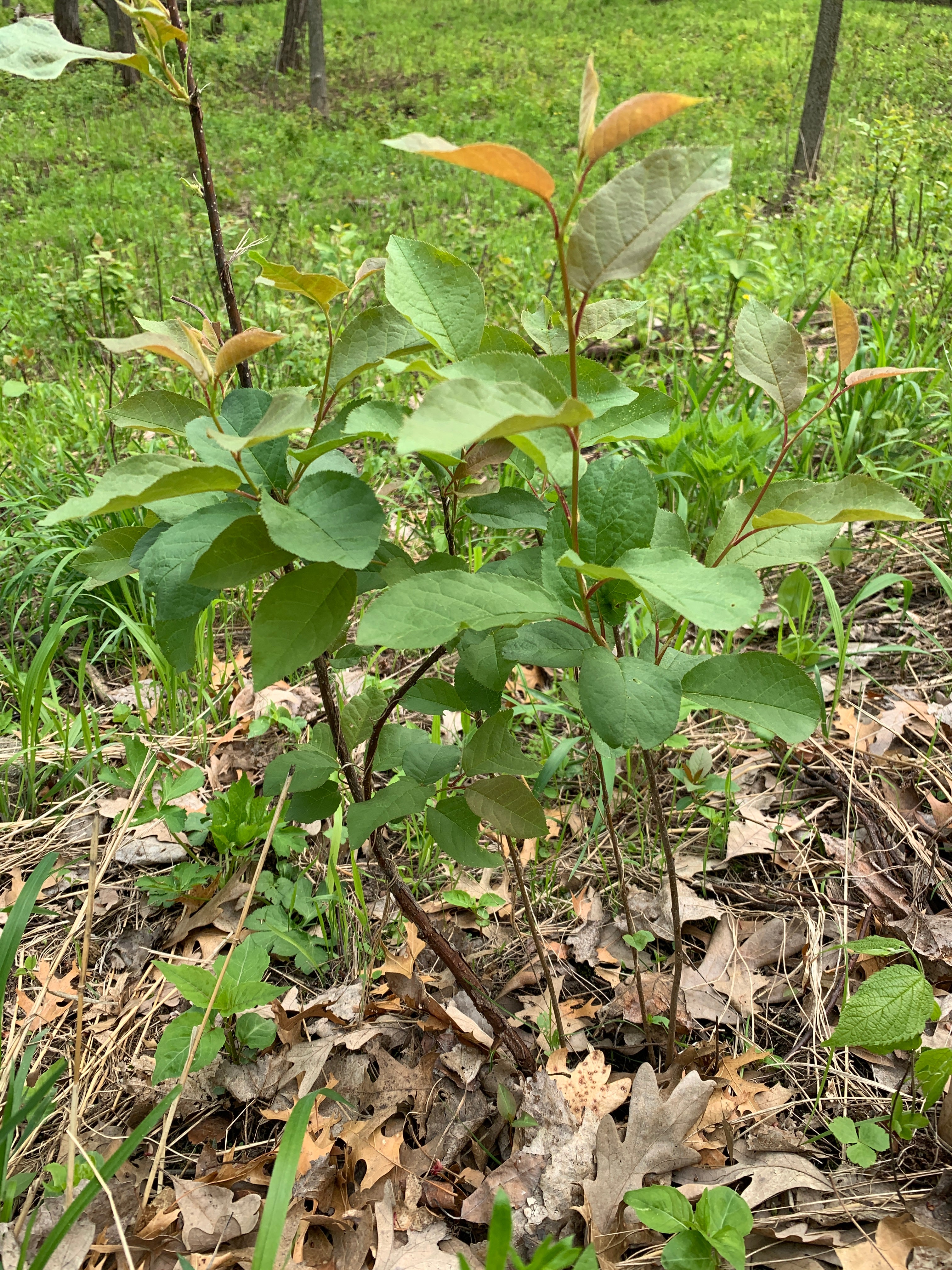 Chokecherry (Prunus Virginiana)