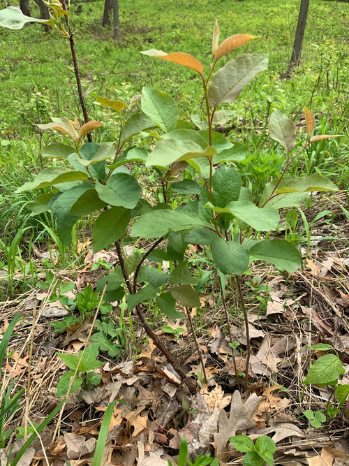Chokecherry (Prunus Virginiana)
