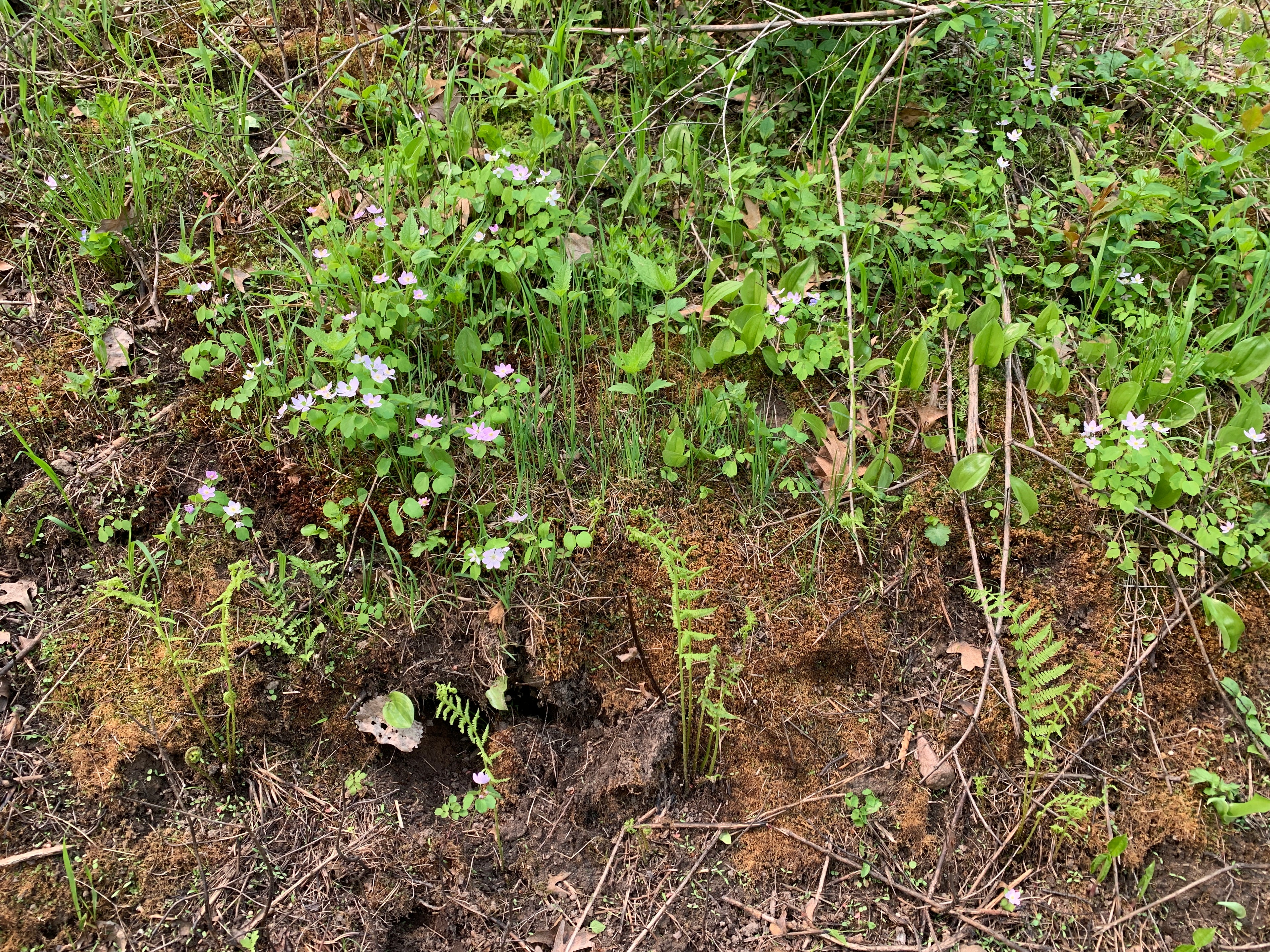 Rue Anemone (Thalictrum Thalictroides)