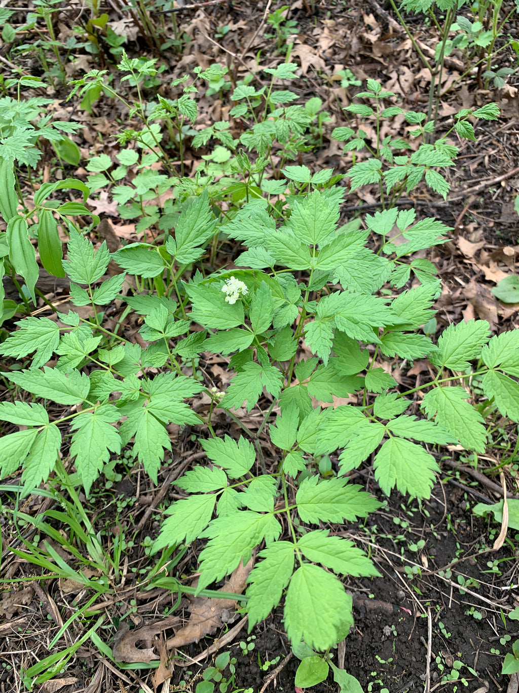 Red Baneberry (Actaea Rubra)
