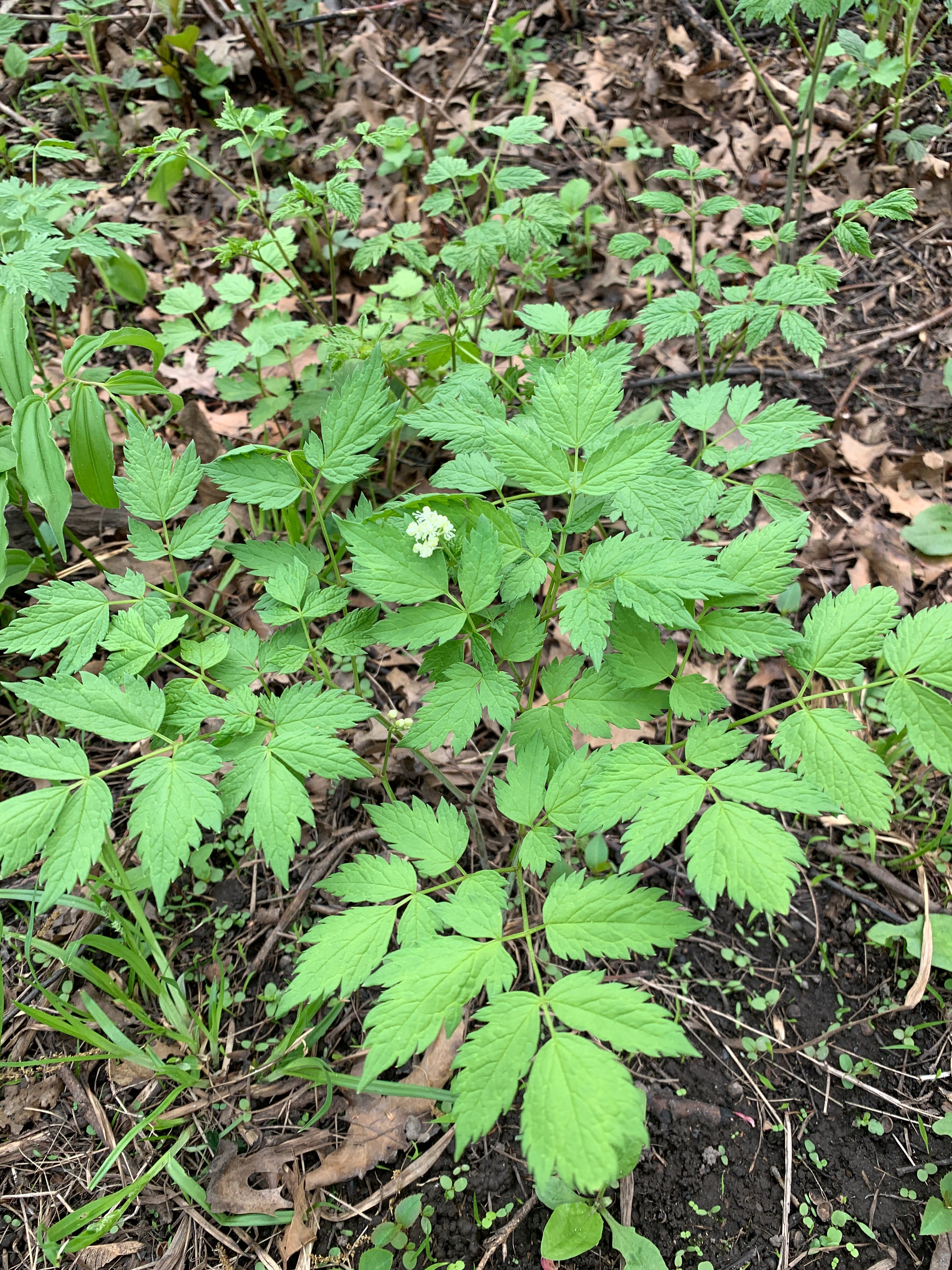 Red Baneberry (Actaea Rubra)