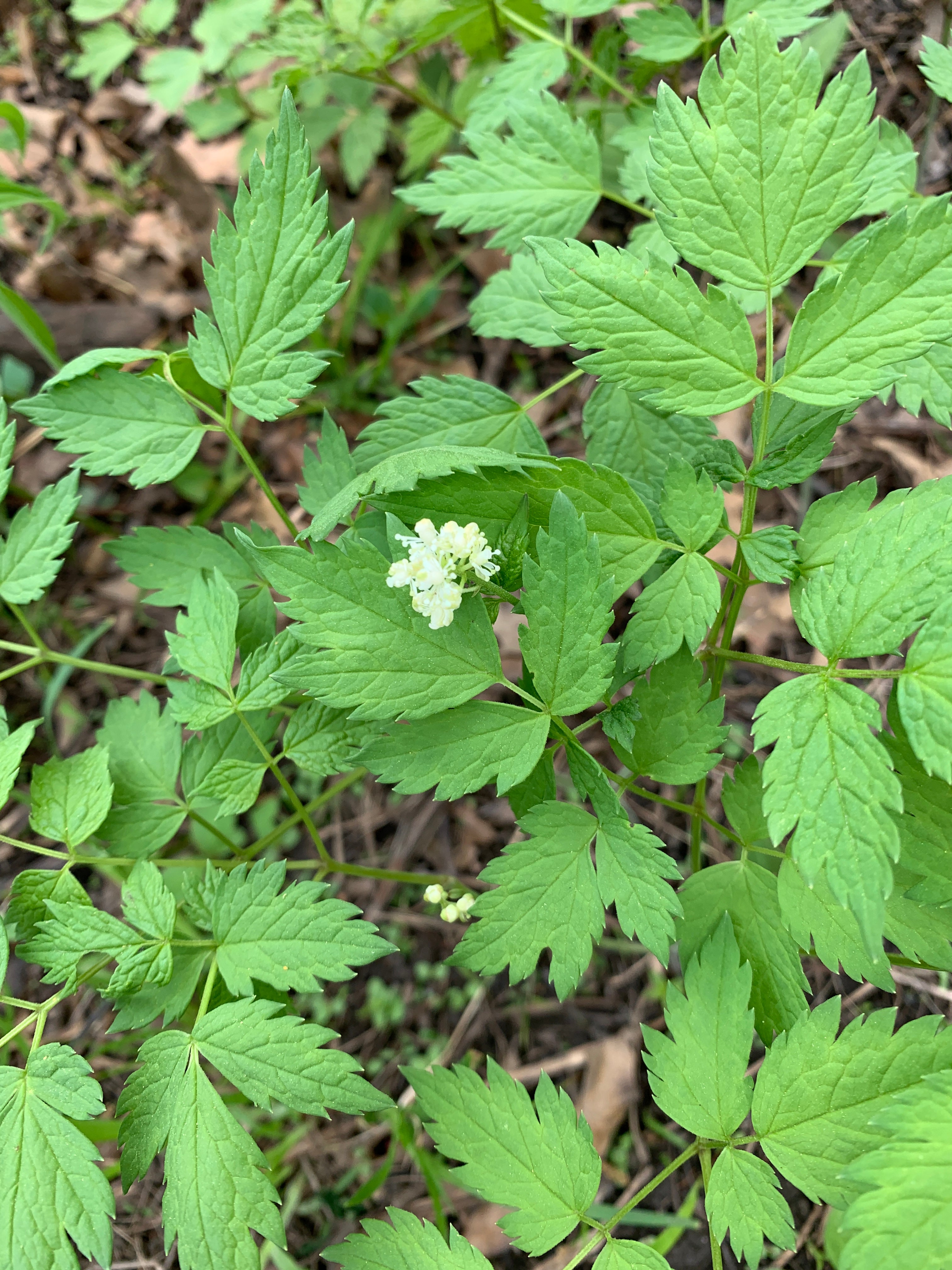 Red Baneberry (Actaea Rubra)