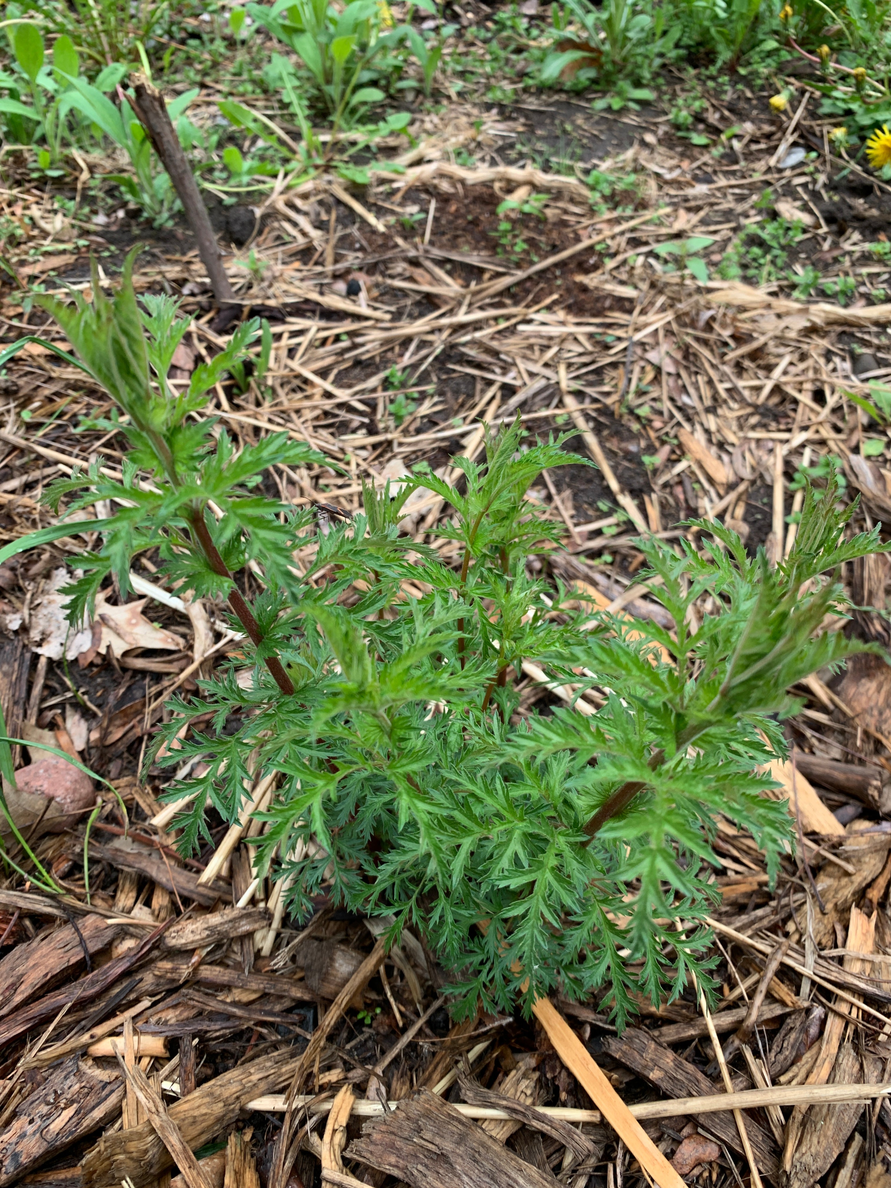 American Ipecac (Porteranthus stipulatus)