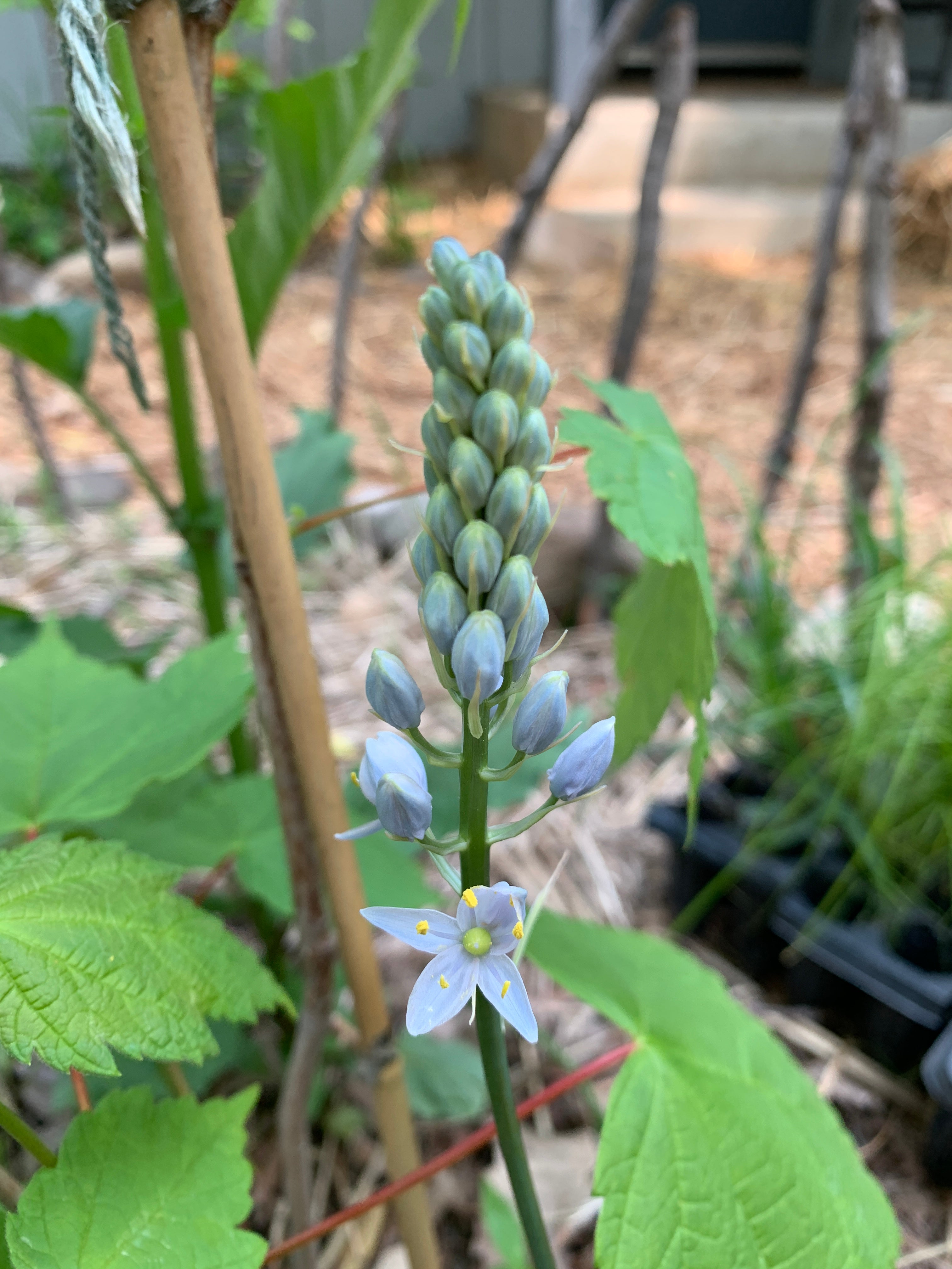 Wild Hyacinth (Camassia Scilloides)