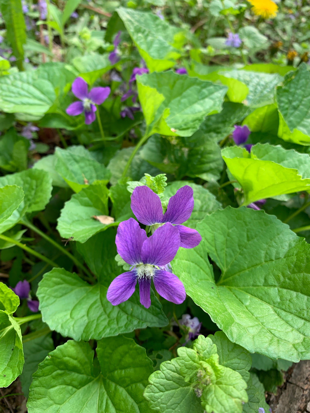 Common Blue Violet (Viola Sororia)