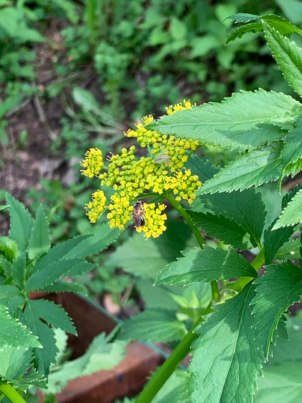 Golden Alexanders (Zizia Aurea)