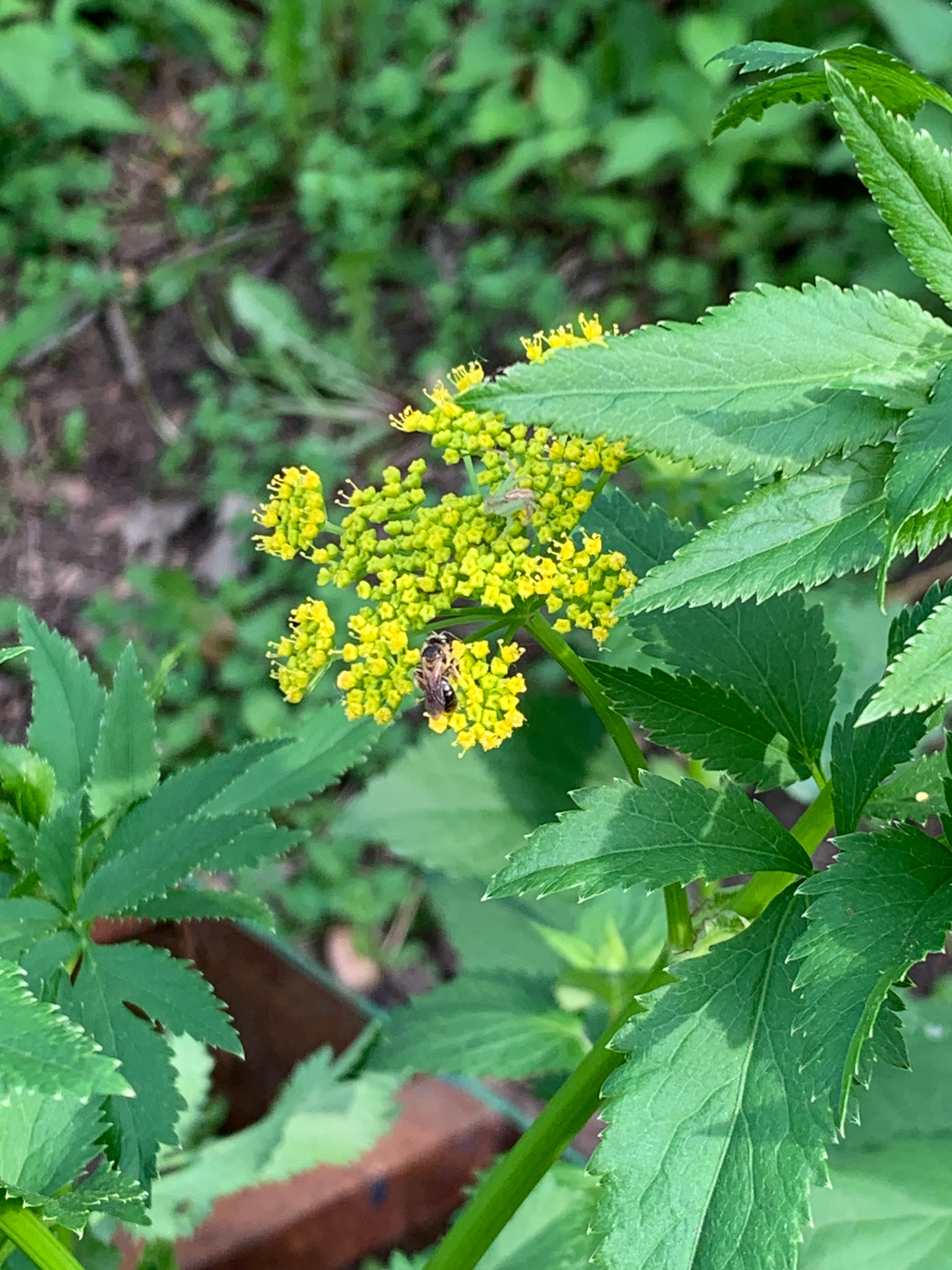 Golden Alexanders (Zizia Aurea)