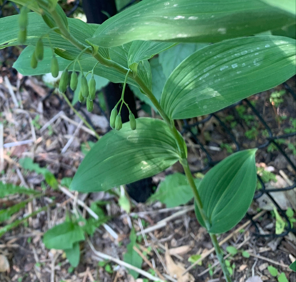Smooth Solomon's Seal (Polygonatum Biflorum)